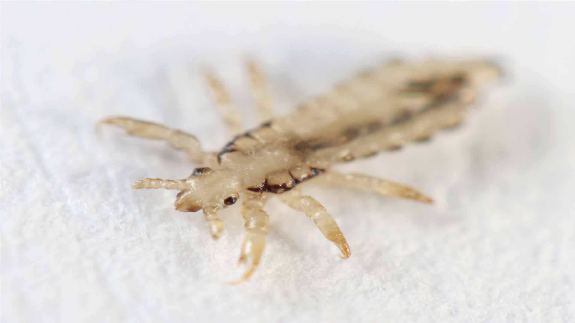 translucent head louse, light brown, soft white textured surface, Full HD Desktop Wallpaper