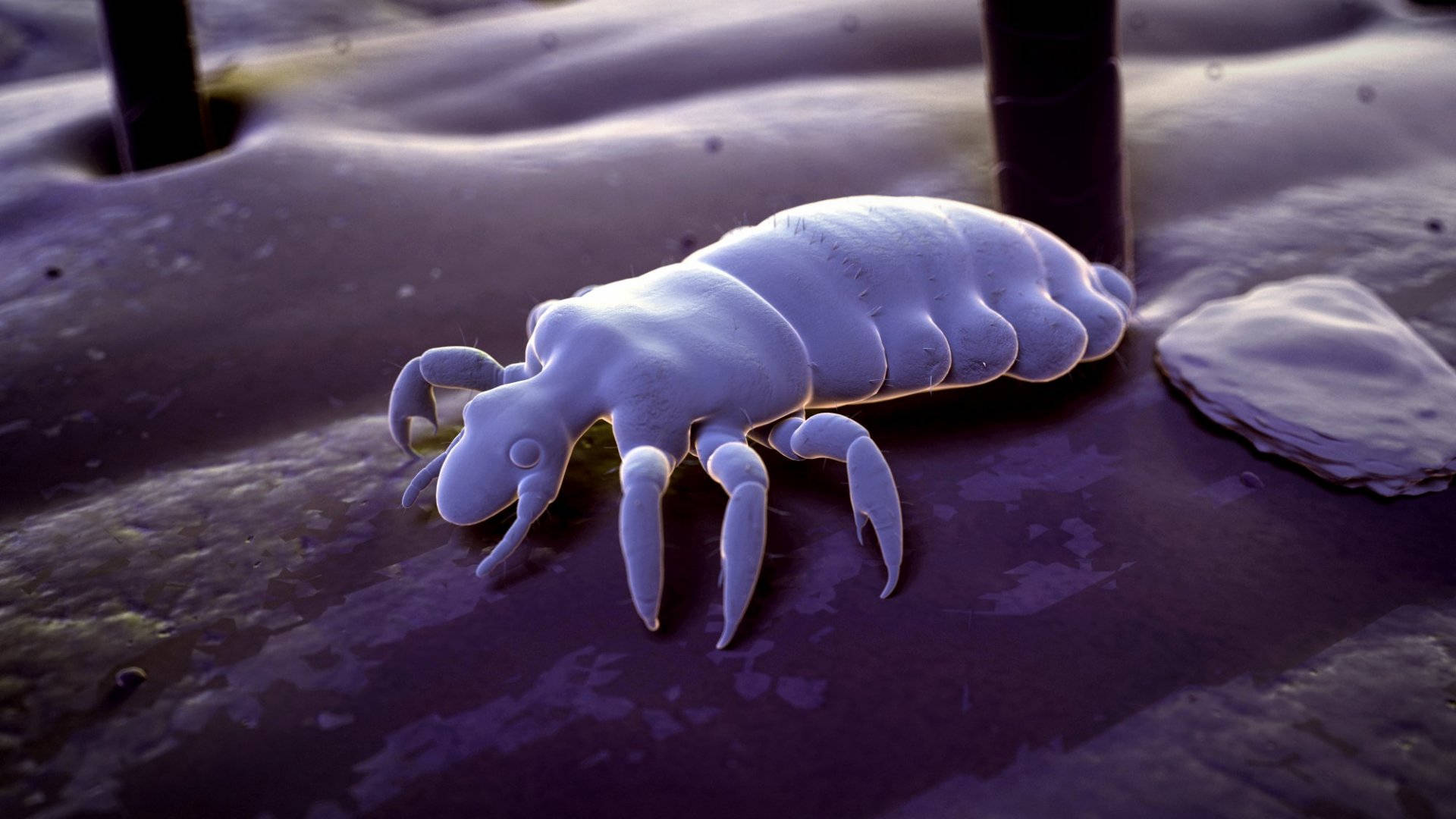 white body louse, 3d-render, textured purple skin, Full HD Desktop Wallpaper