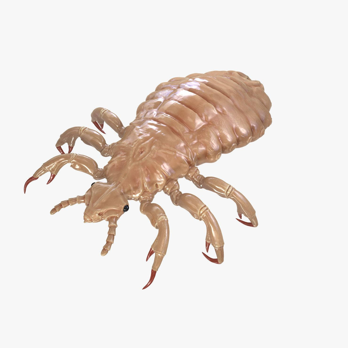 brown louse, 3d-render, translucent tan, HD Desktop Wallpaper