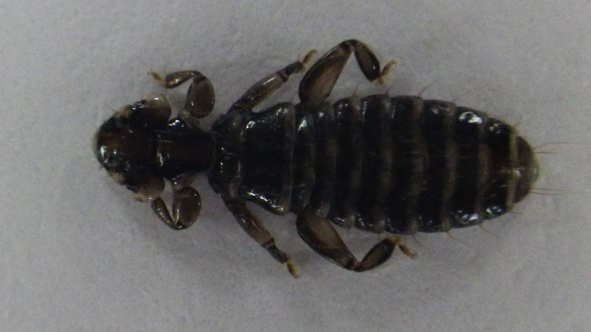 black body louse, segmented body, six legs, Full HD Desktop Wallpaper