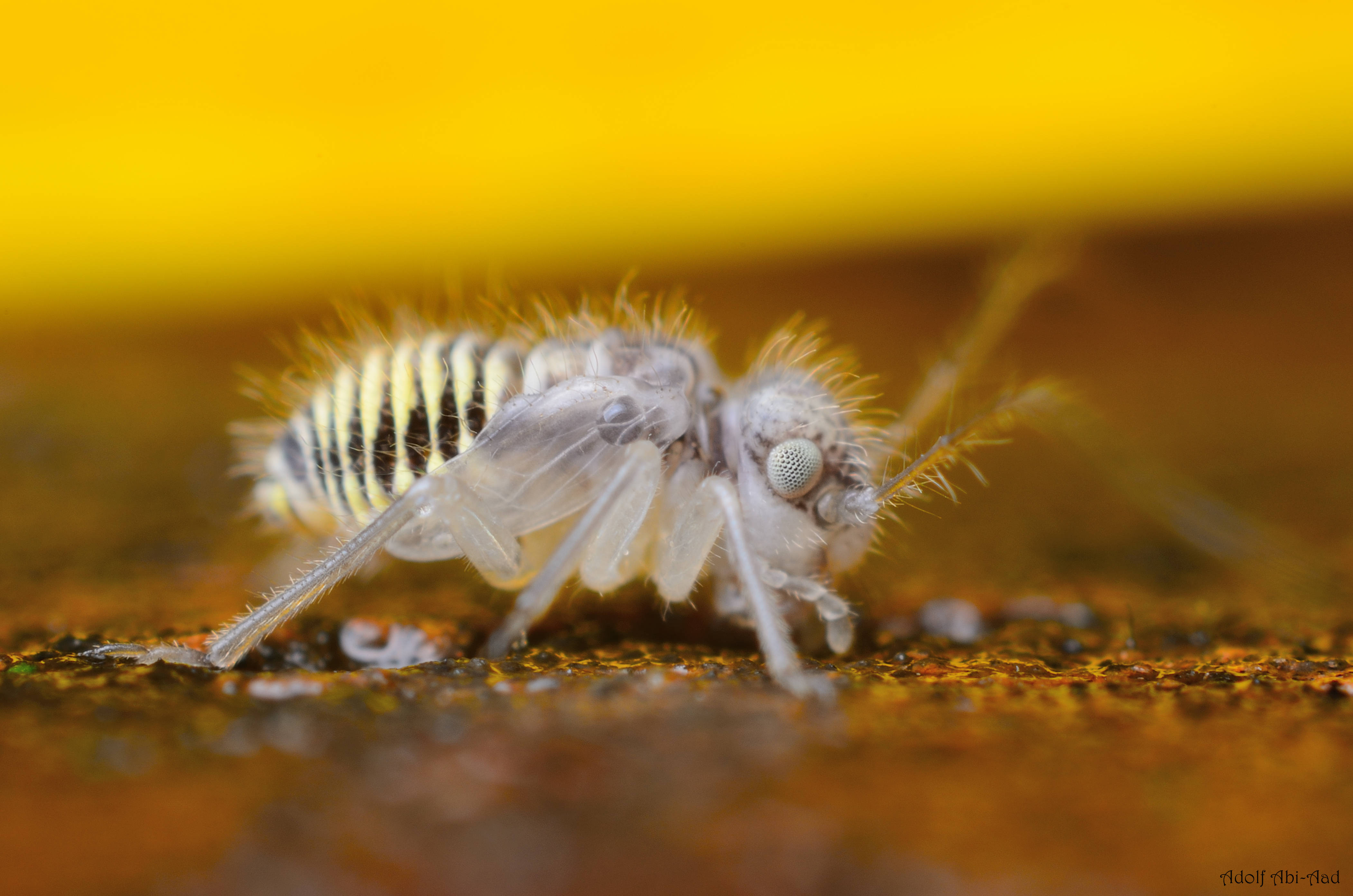 Baby Crab Louse, springtail insect, striped abdomen, 4K Desktop Wallpaper