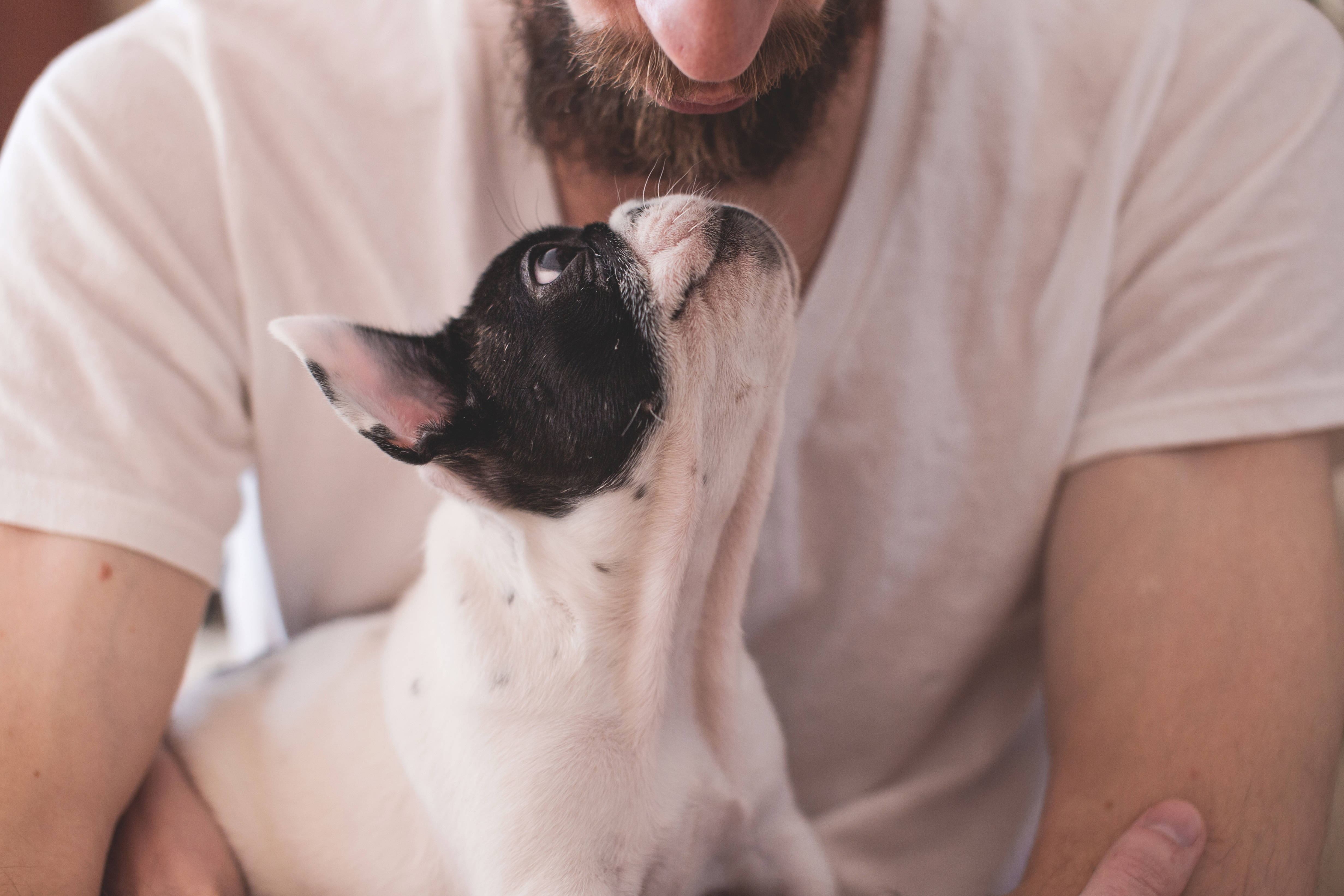 French bulldog, black and white, bearded man, 4K Desktop Wallpaper