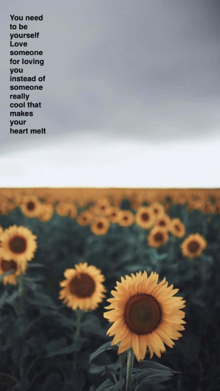 sunflowers, moody gray sky, inspirational text overlay, HD Phone Wallpaper