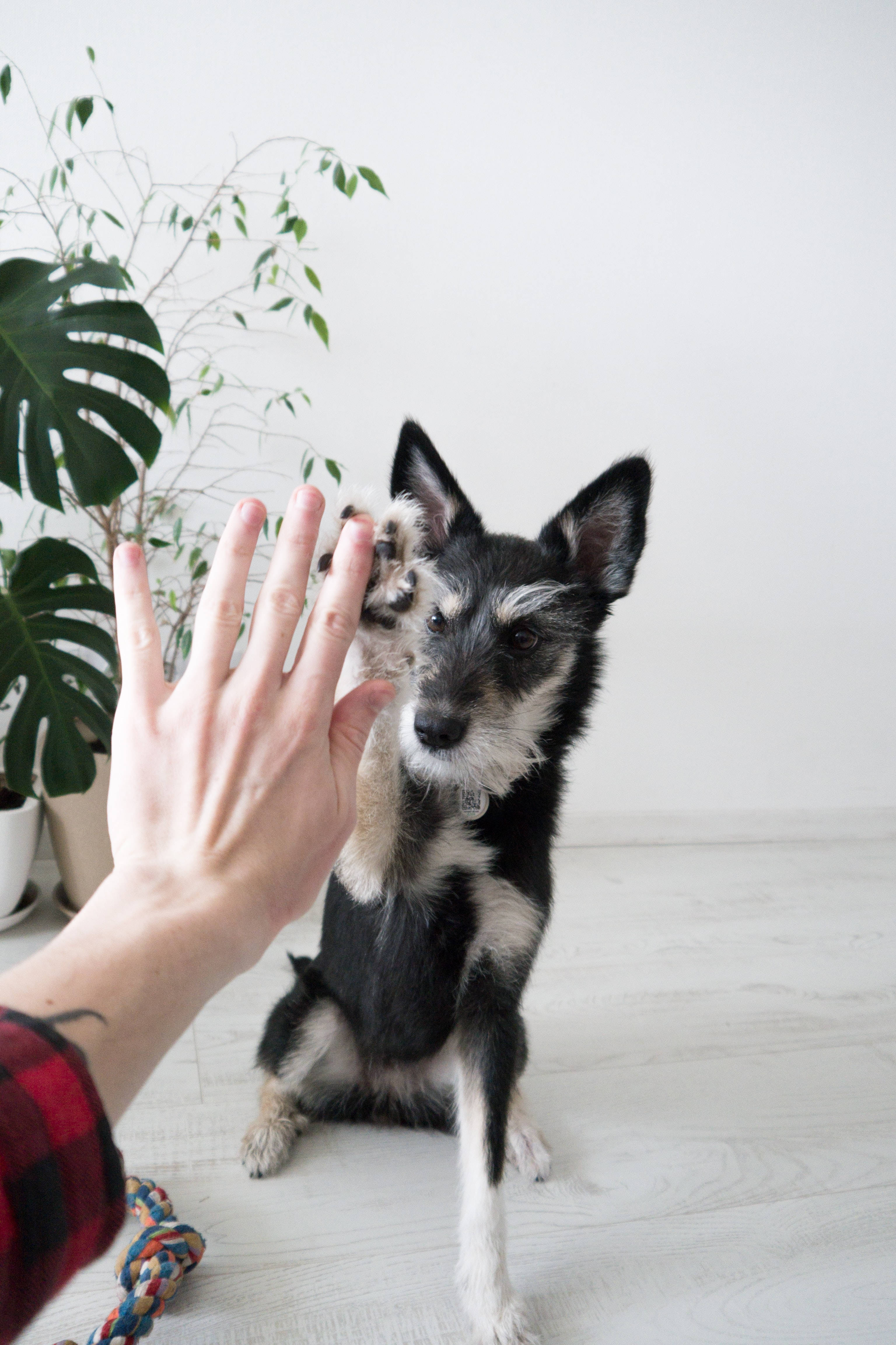 small black and white dog, light wooden floor, human hand, 4K Phone Wallpaper