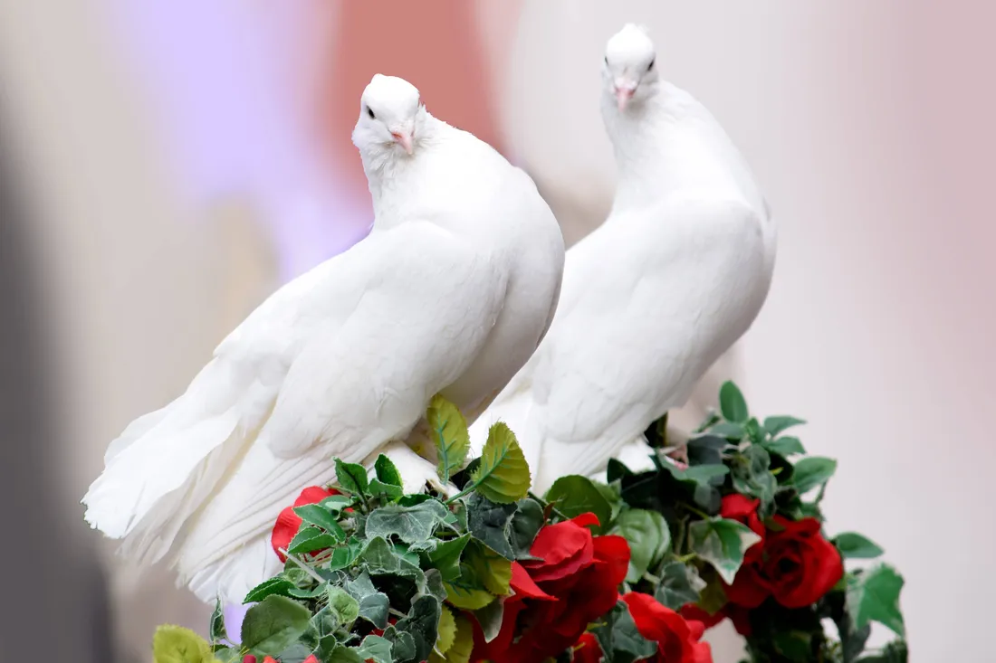 Love Birds