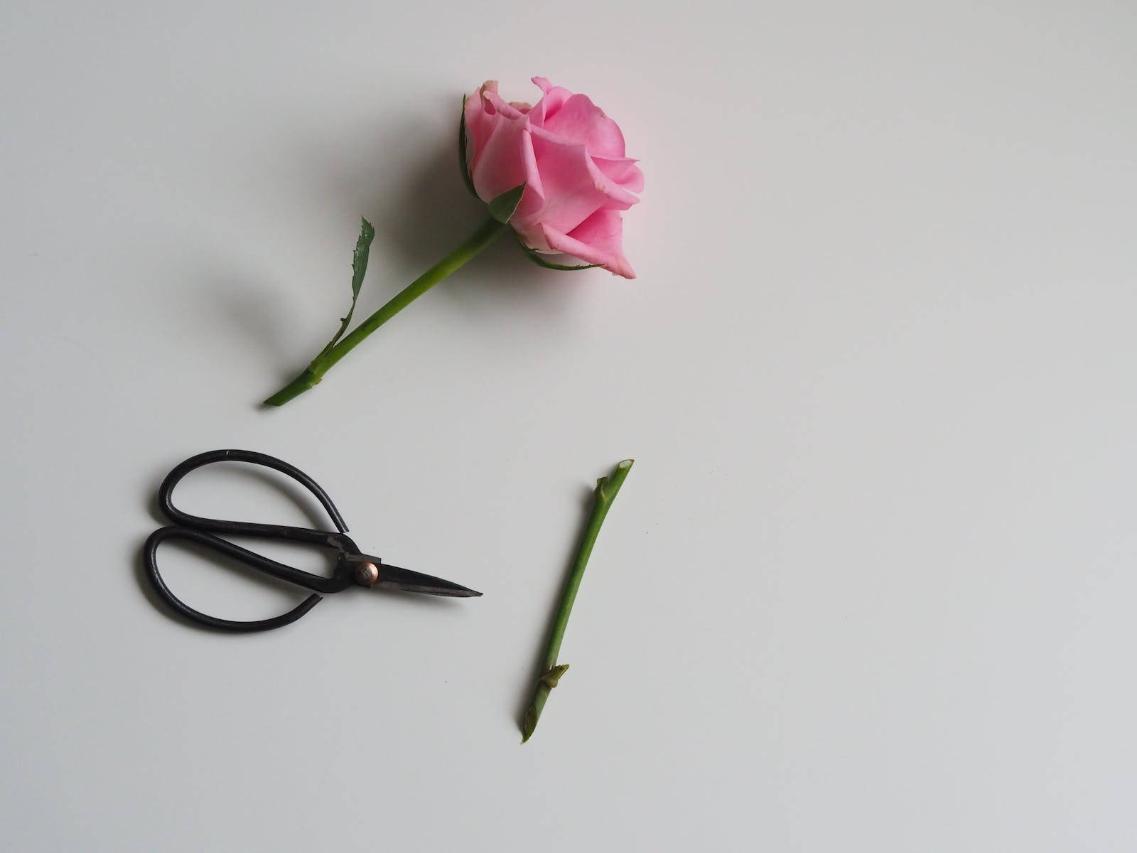 pink rose, black scissors, white surface, HD Desktop Wallpaper