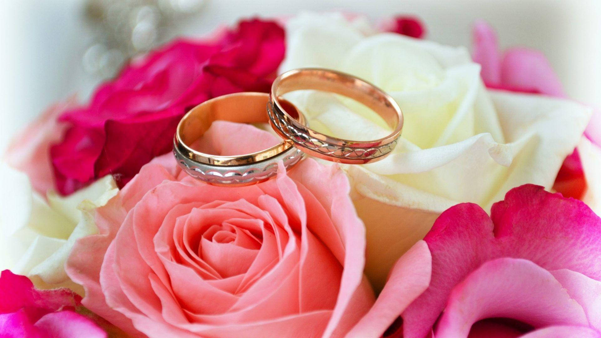 wedding rings, gold, pink and white roses, Full HD Desktop Wallpaper