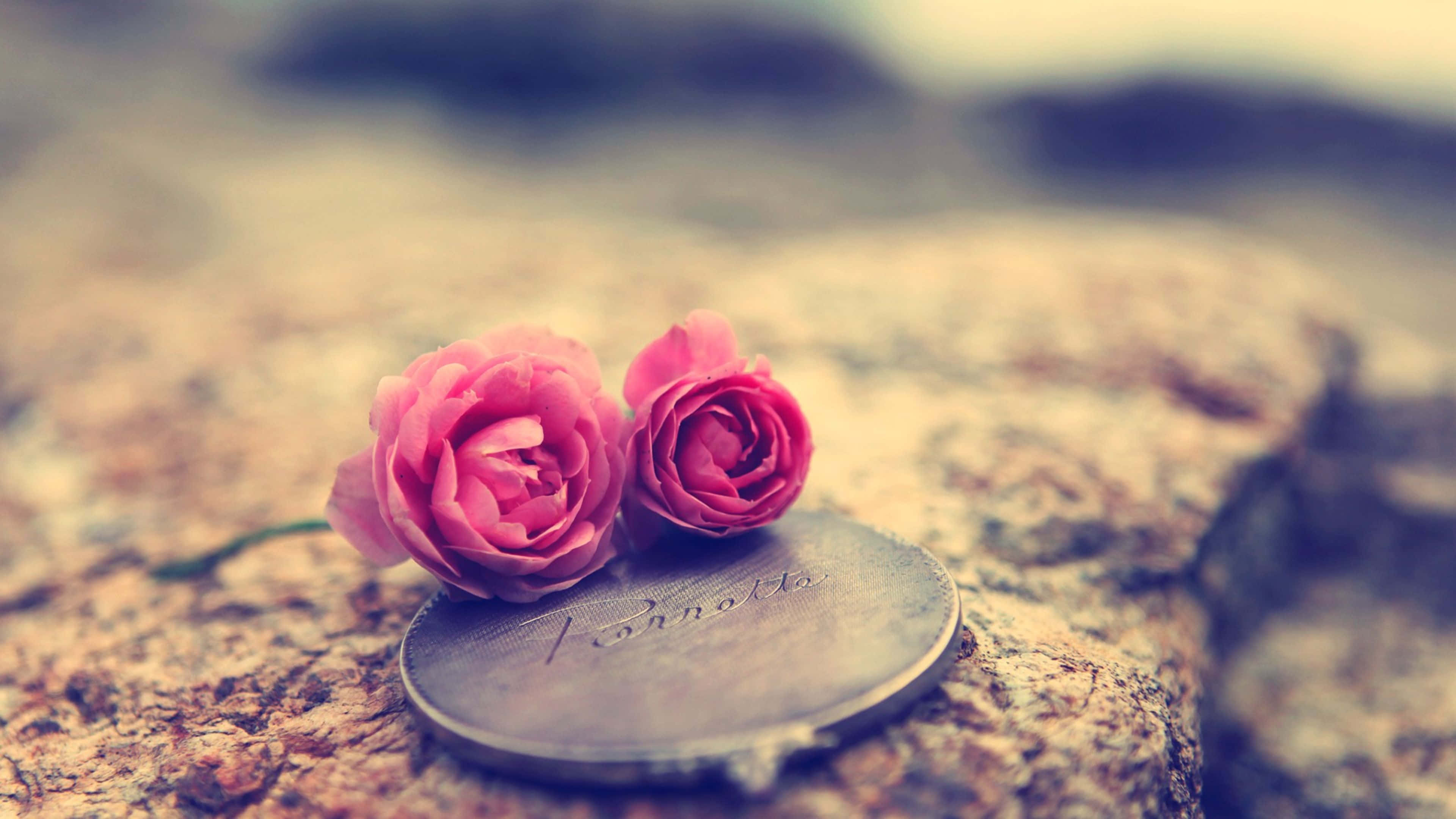 4K, 3840 x 2160, pink roses, 4K Desktop Wallpaper