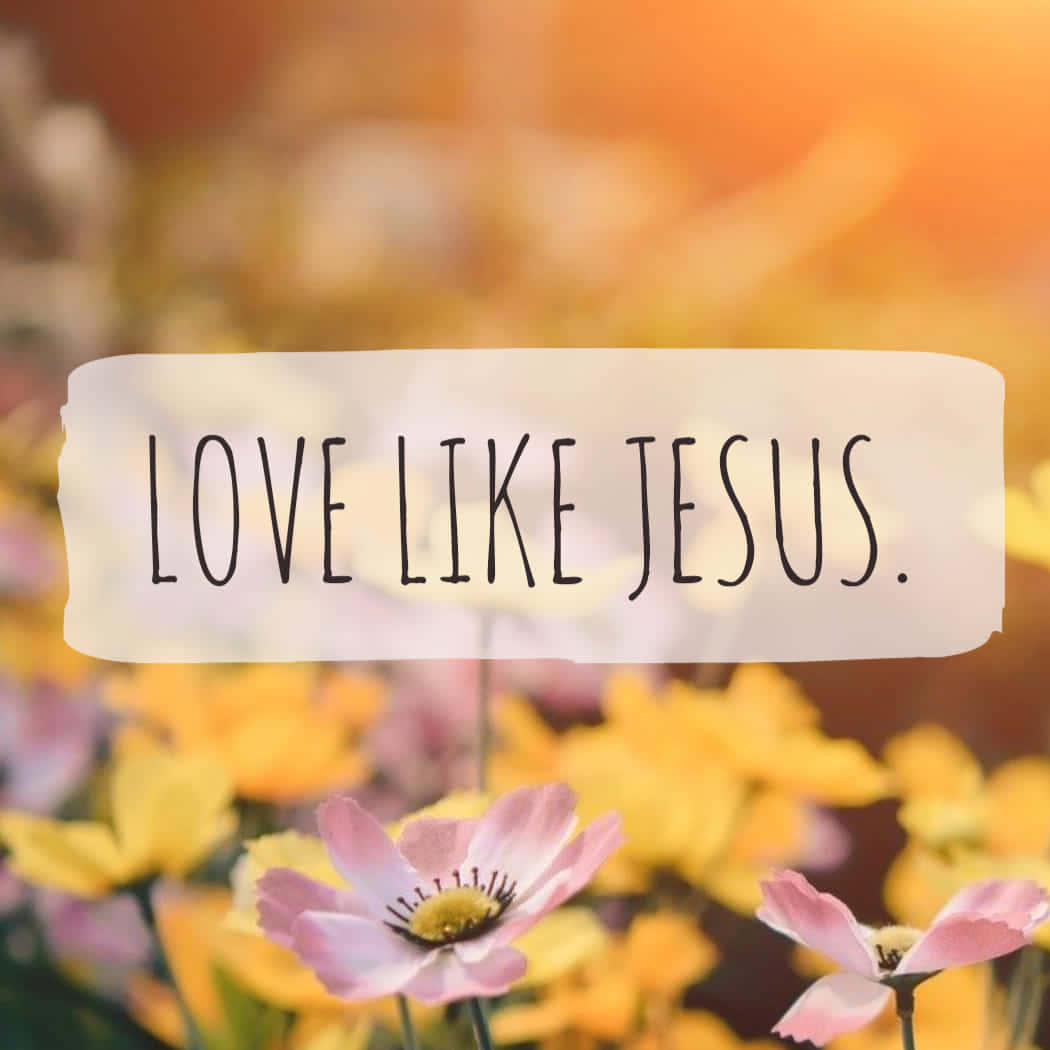 Love Like Jesus, pink and yellow flowers, warm golden light, SD Desktop Wallpaper