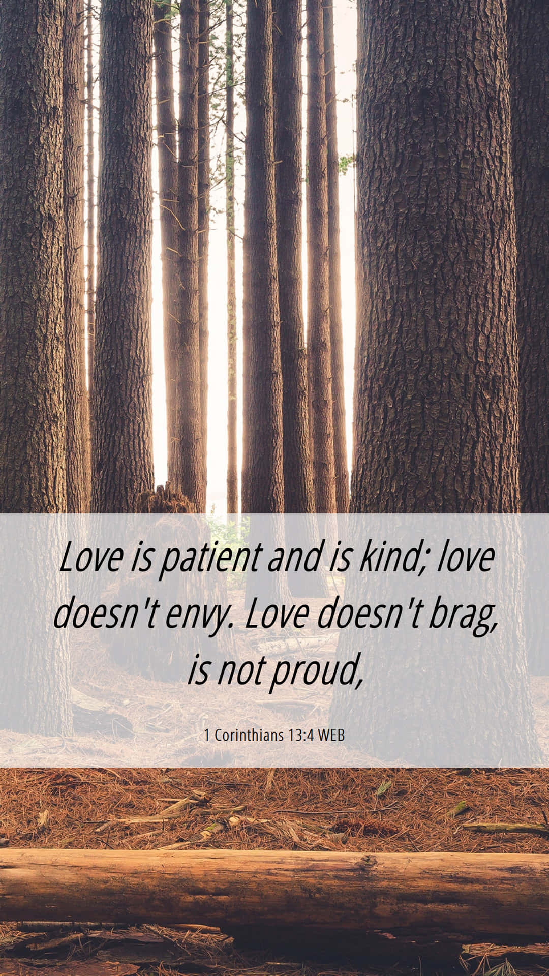 Love Is Patient And Kind, sunlight, tall tree trunks, Full HD Phone Wallpaper