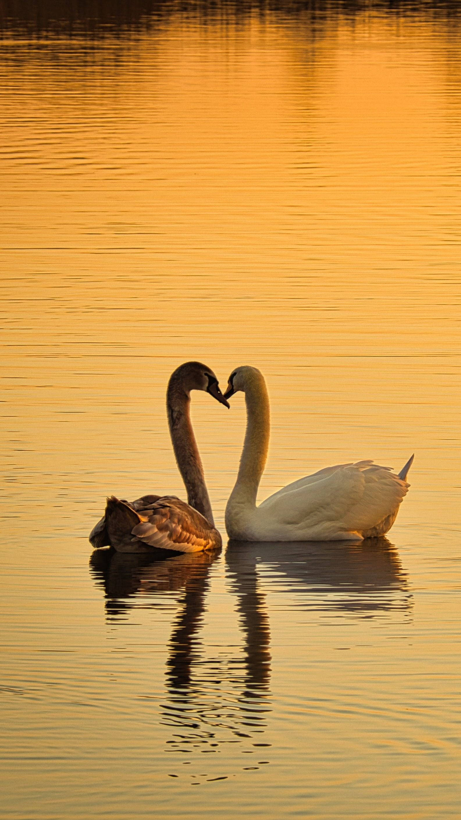 swans, heart, golden water, 2K Phone Wallpaper