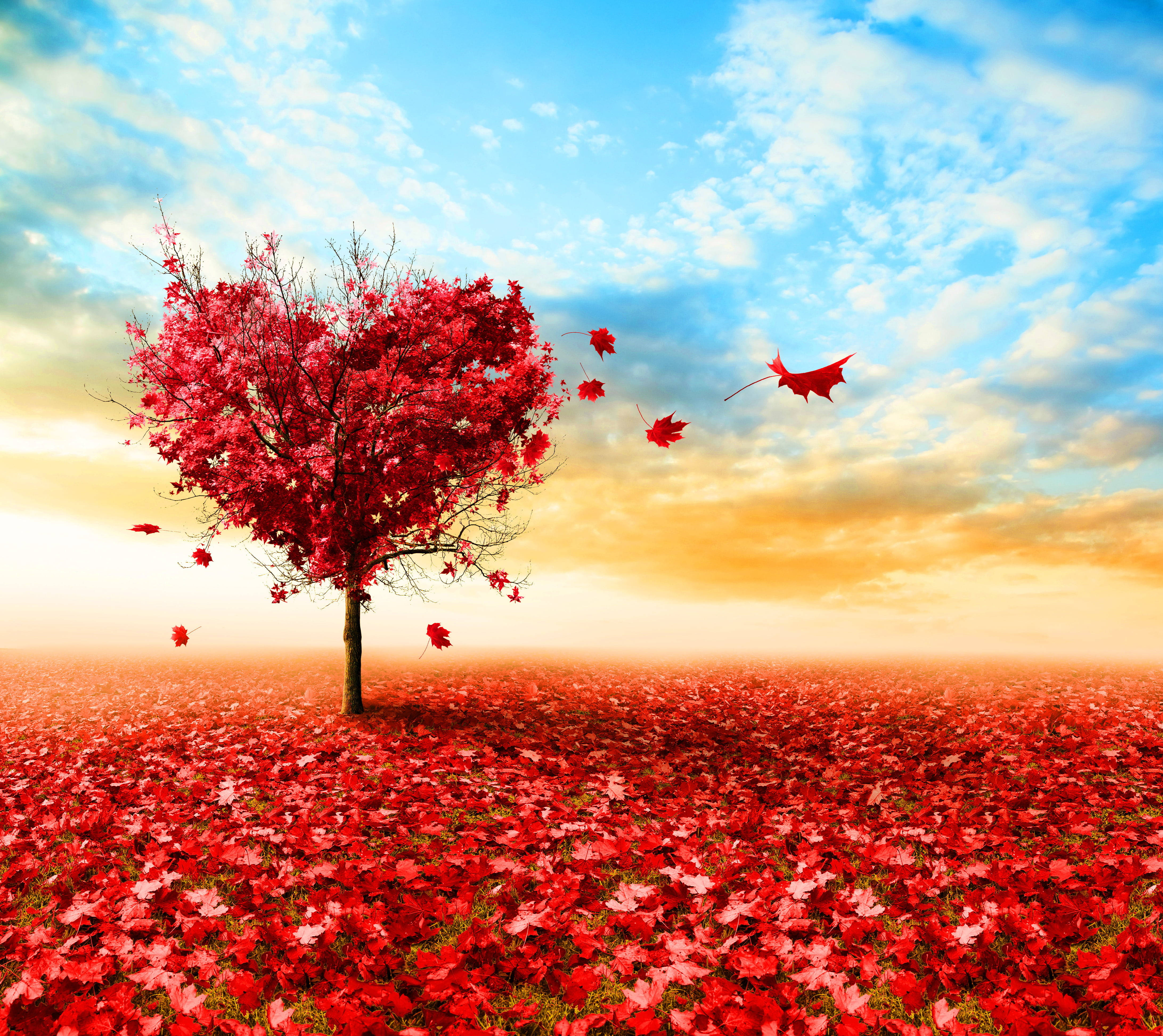 love nature, autumn field, heart-shaped tree, 4K Desktop Wallpaper
