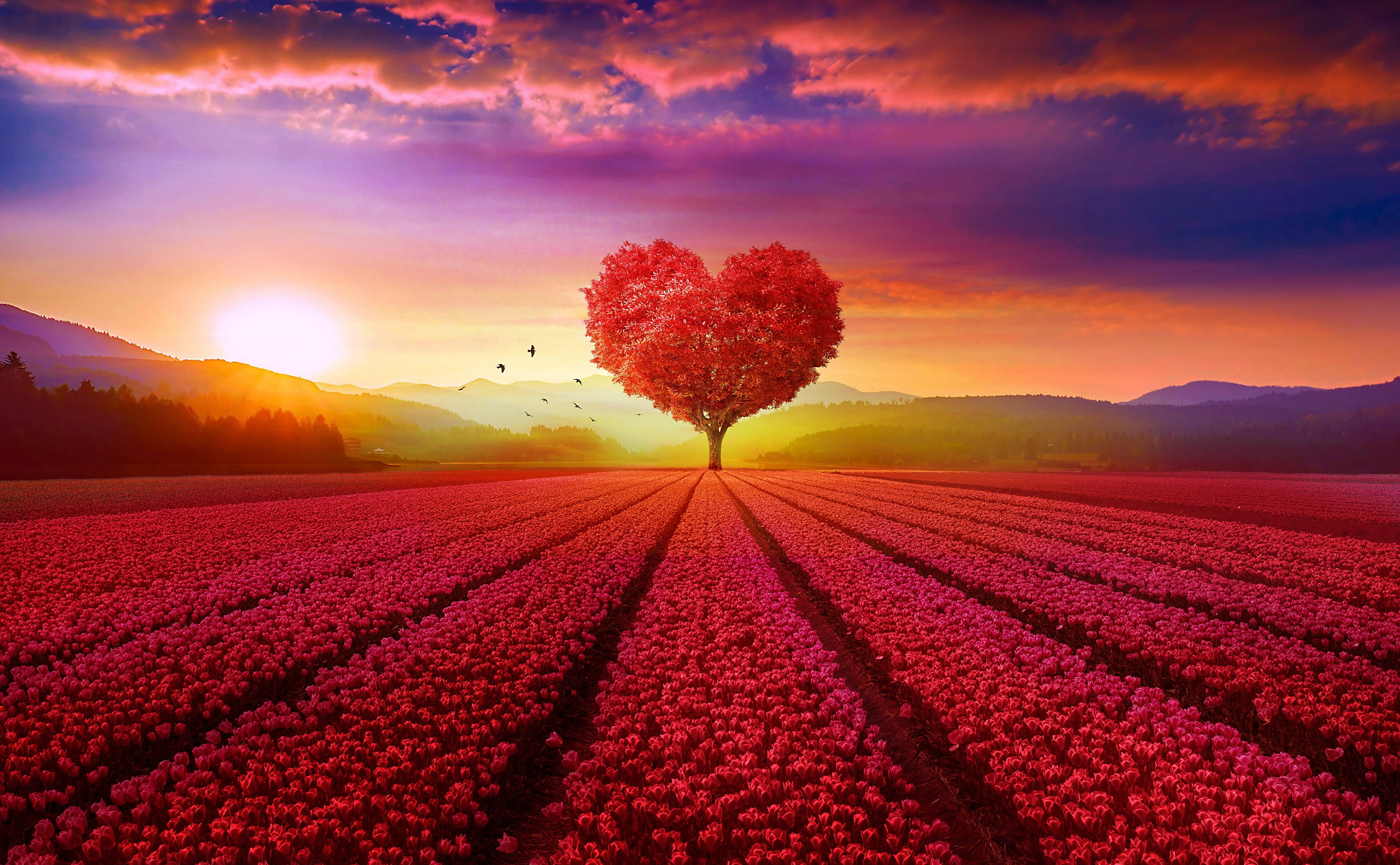 Love Nature, red field, heart-shaped tree, 4K Desktop Wallpaper