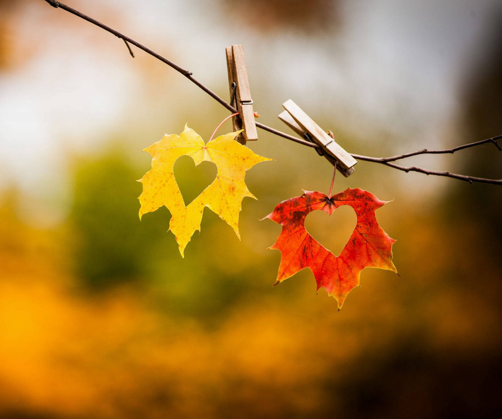 autumn maple leaves, yellow and red, wooden clothespins, HD Desktop Wallpaper