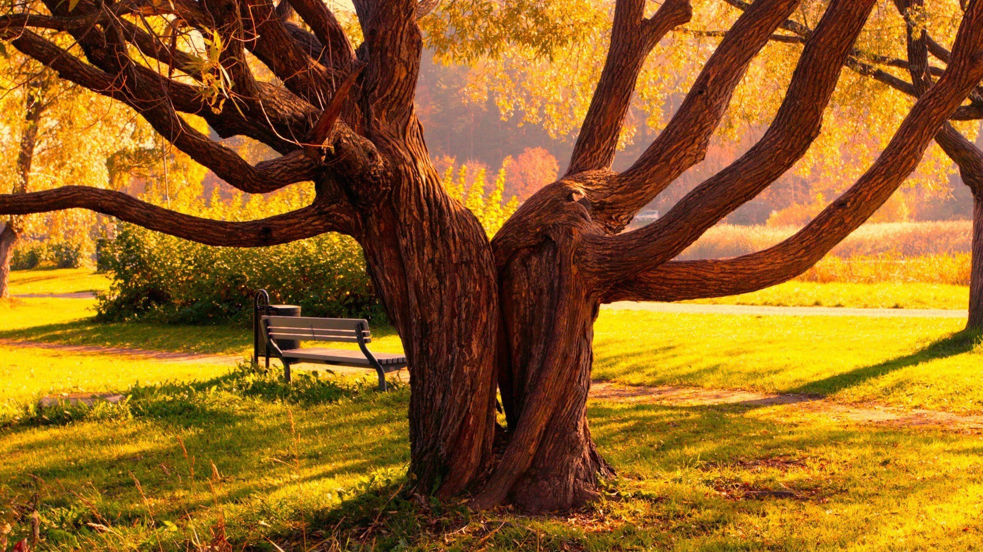 autumn tree, golden sunlight, park bench, Full HD Desktop Wallpaper