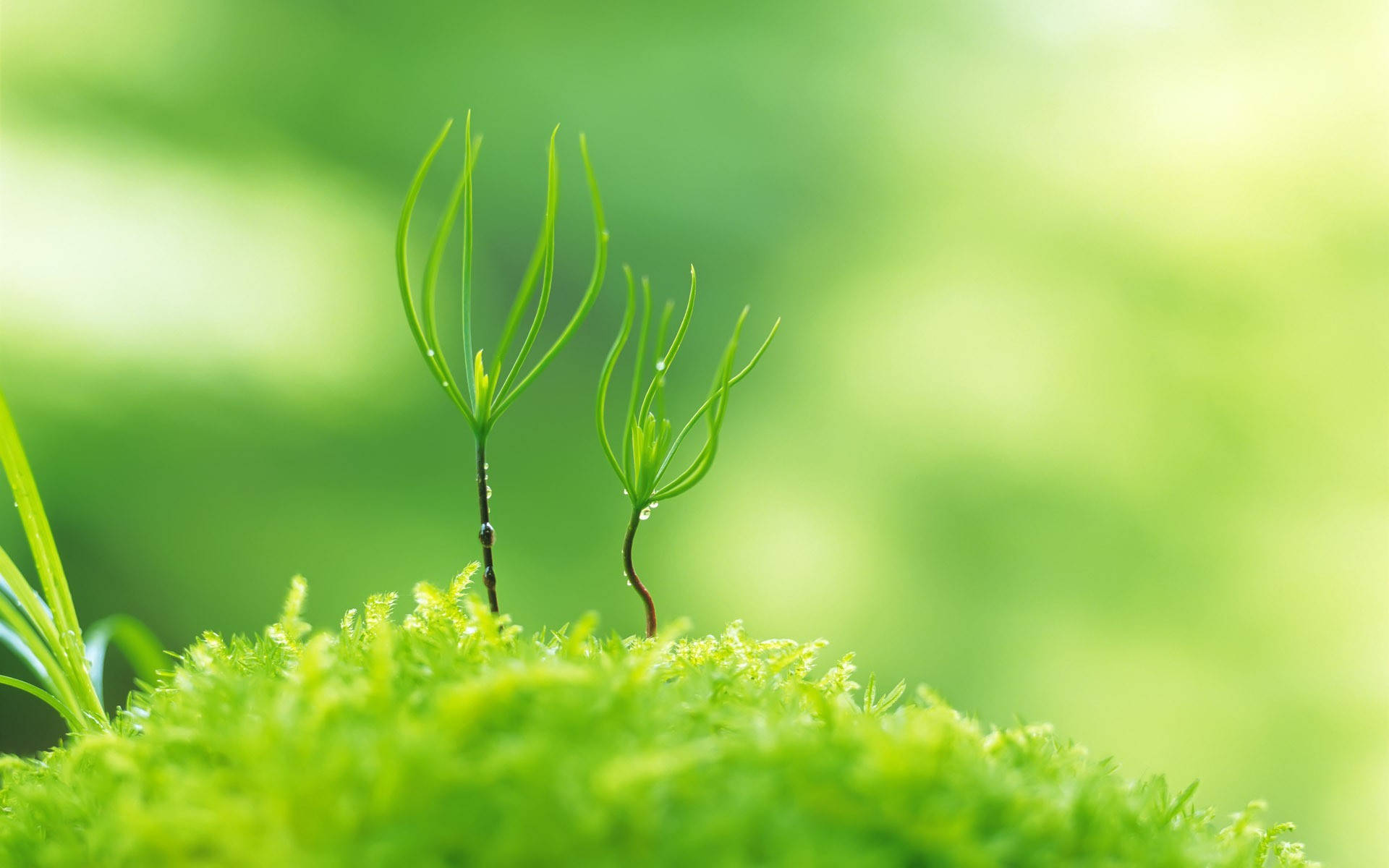 1920x1080 full hd, nature macro plant, delicate young pine saplings, Full HD Desktop Wallpaper