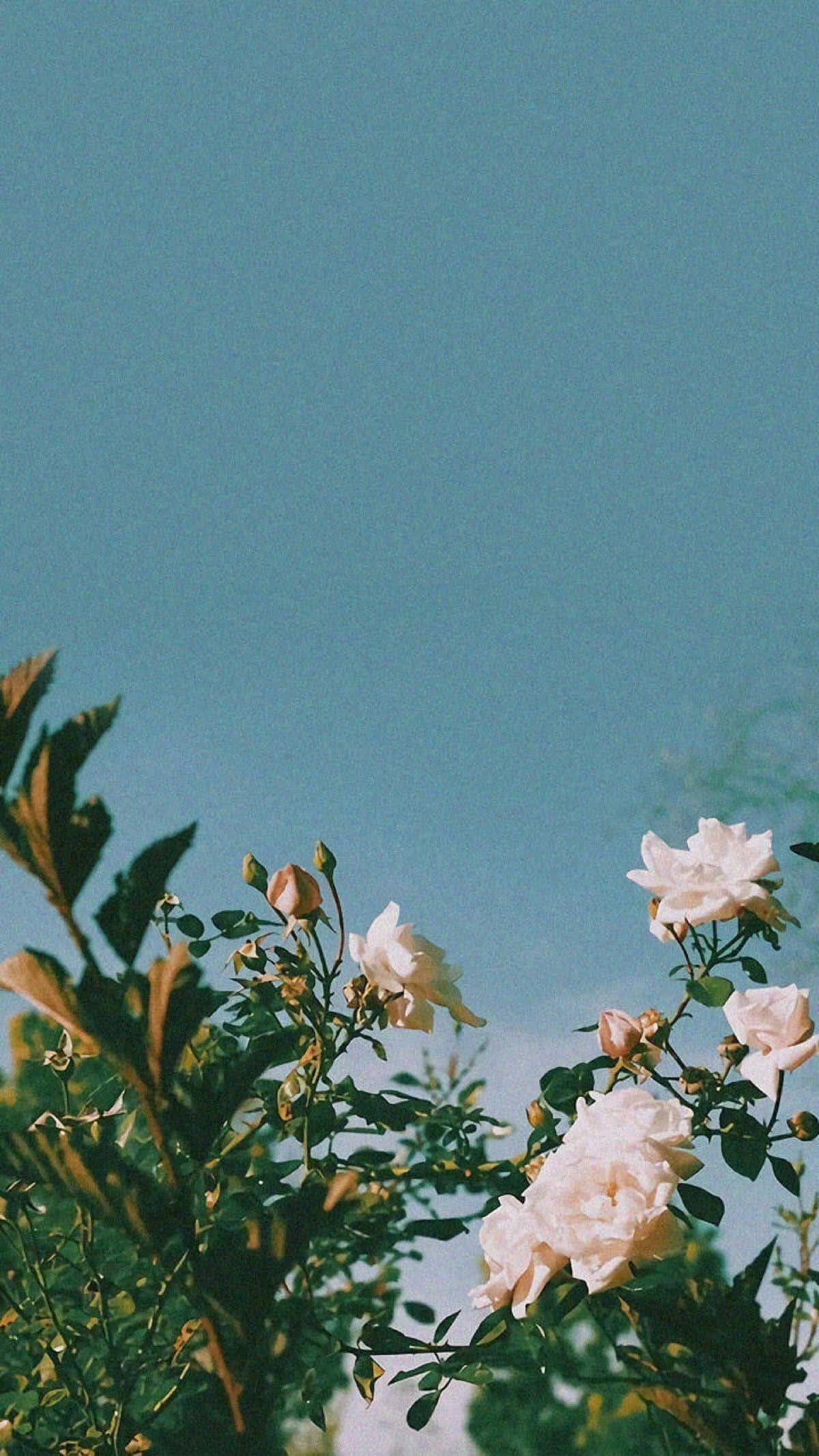 vintage aesthetic, soft white roses, clear blue sky, Full HD Phone Wallpaper