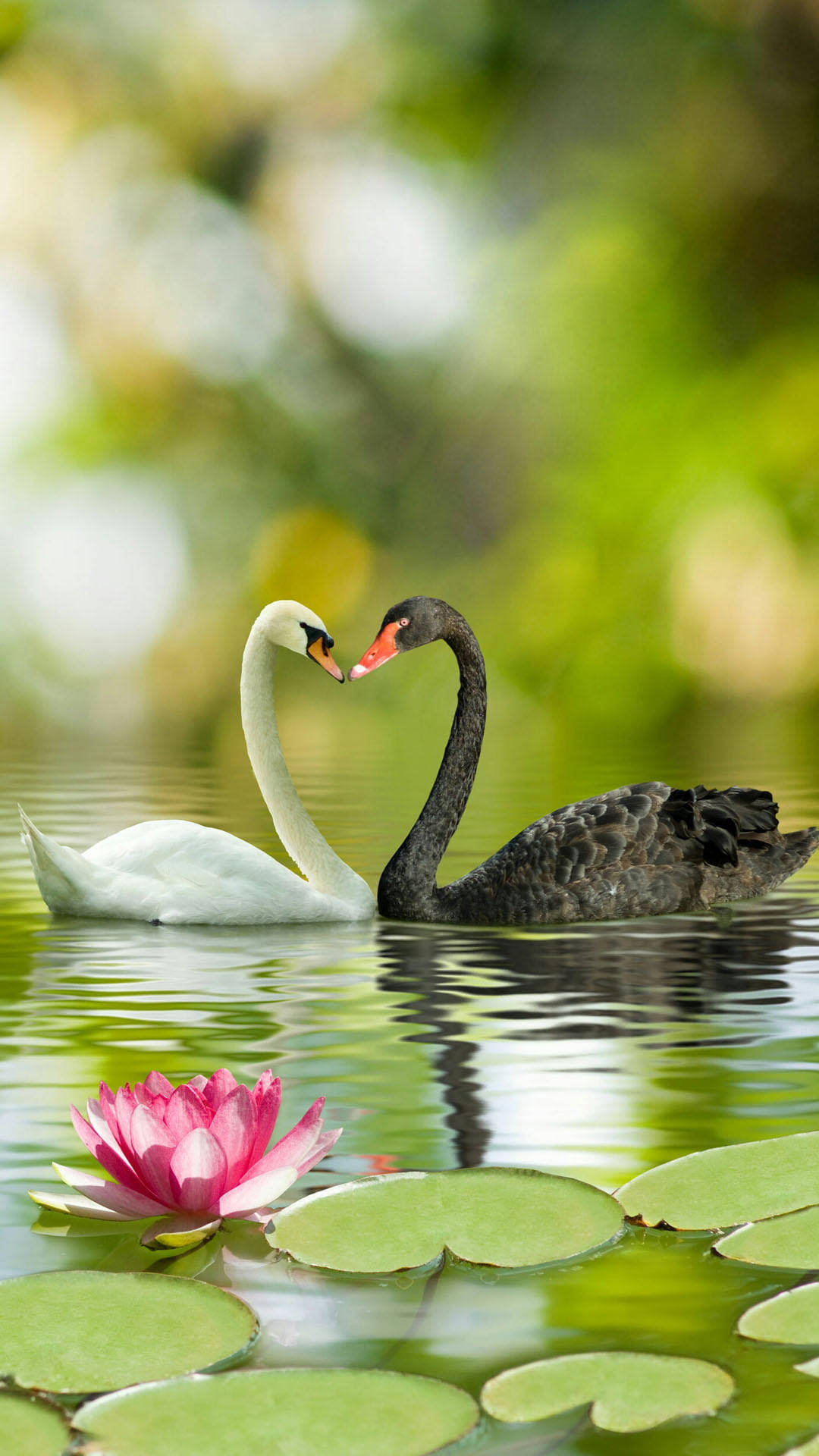 black swan, white swan, pink lotus, Full HD Phone Wallpaper