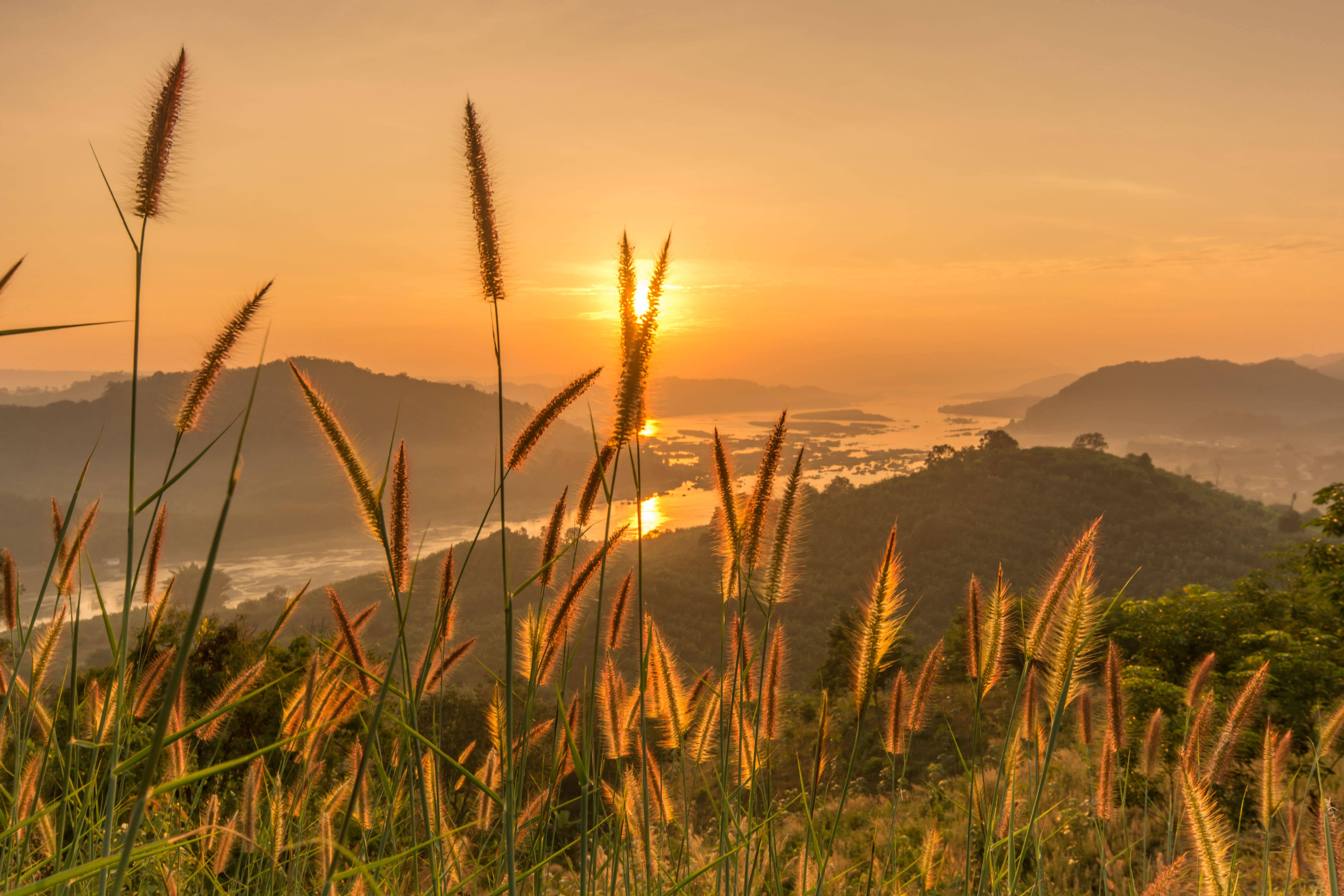 Golden sunset, tall grasses, misty valley, 5K Desktop Wallpaper