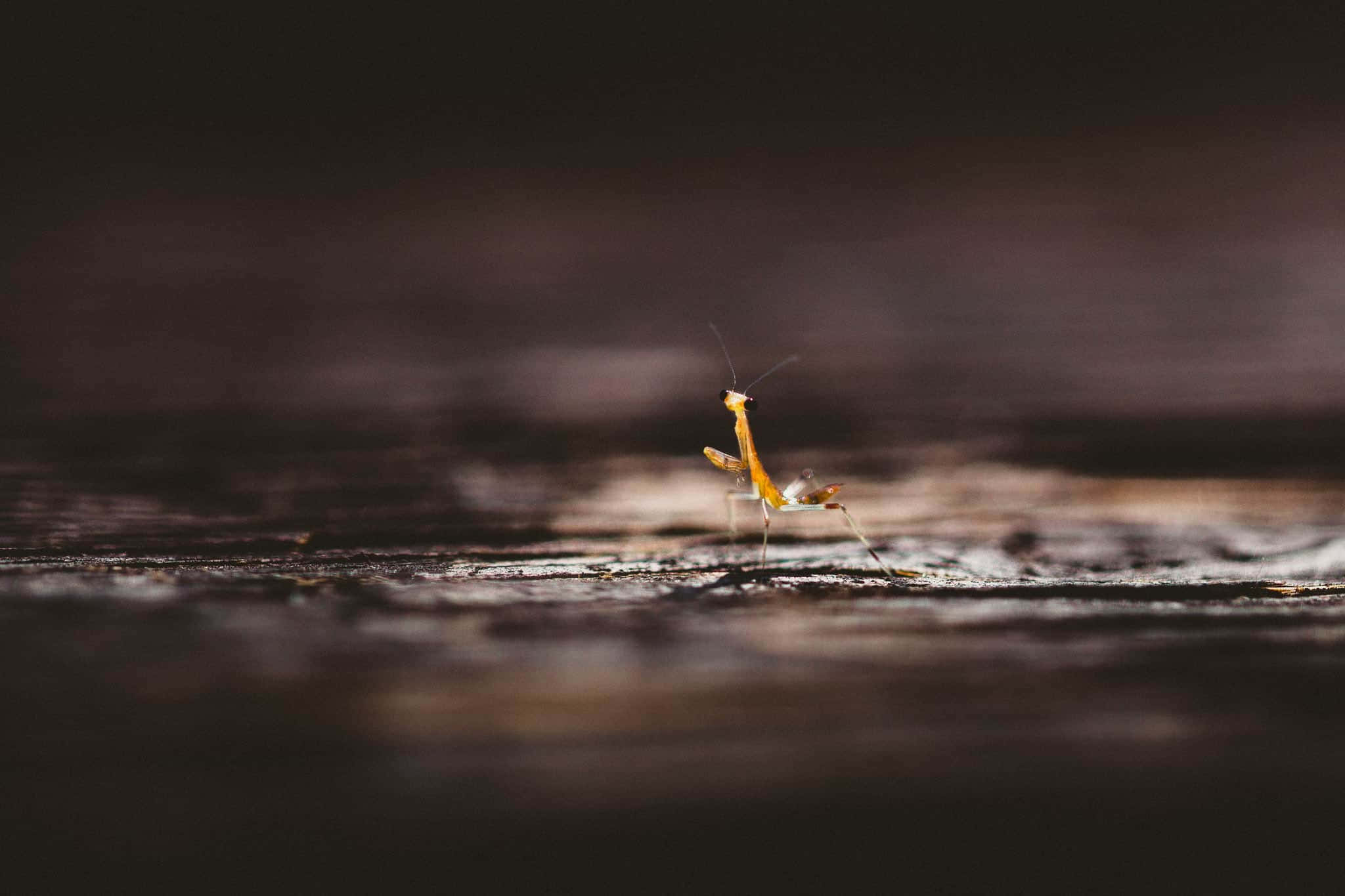 orange praying mantis, weathered wood, softly blurred dark background, Full HD Desktop Wallpaper