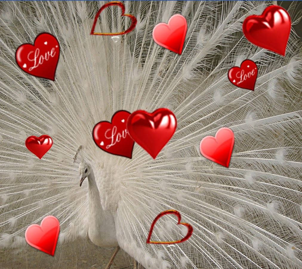 white peacock, shiny red hearts, tail feathers, SD Desktop Wallpaper