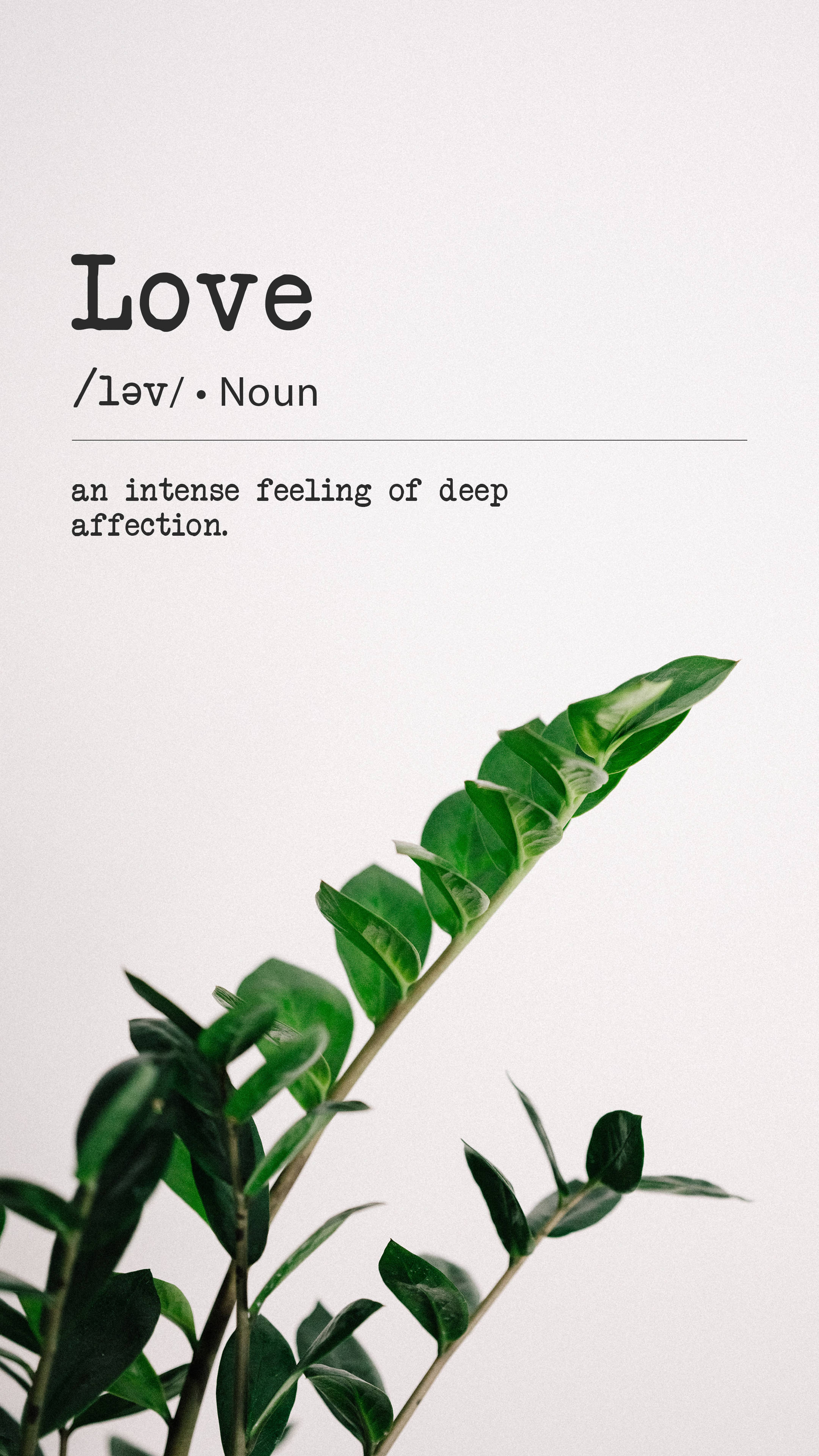 minimalist, love quote, vibrant green leafy plant, 4K Phone Wallpaper
