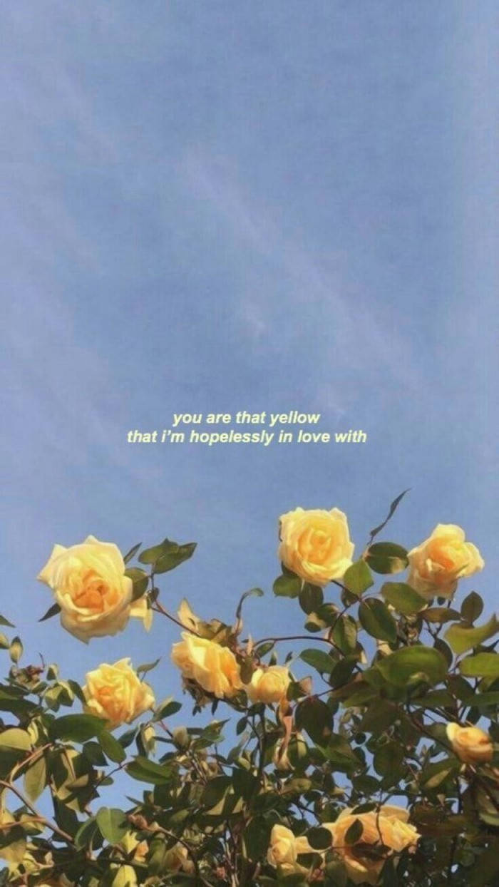 yellow roses, clear blue sky, soft text overlay, SD Phone Wallpaper