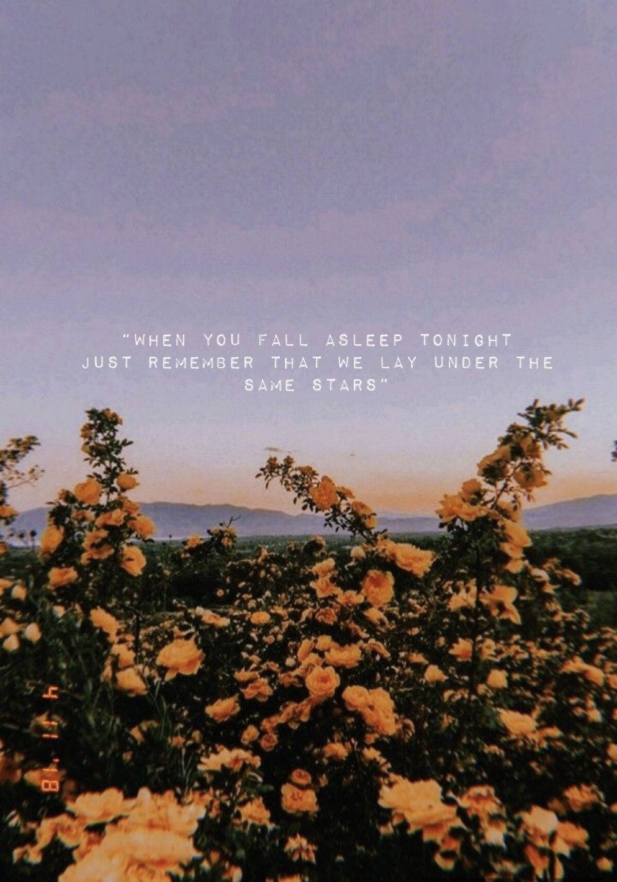 golden roses, twilight sky, distant mountains, HD Phone Wallpaper