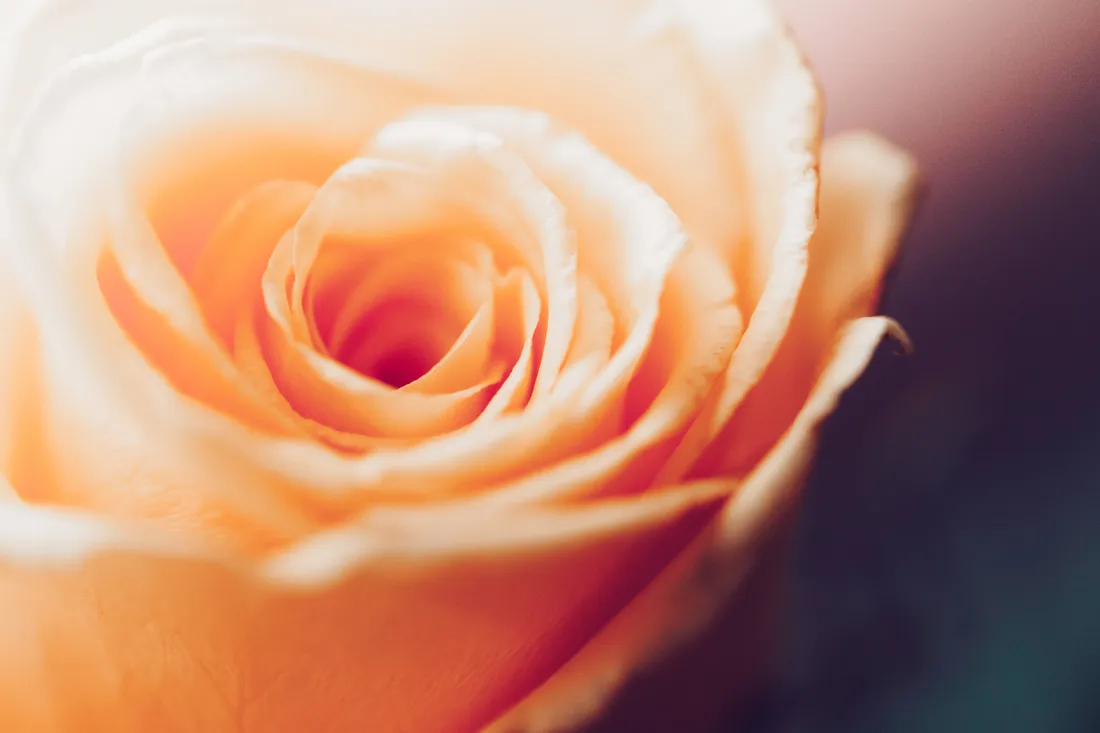 Love Rose HD