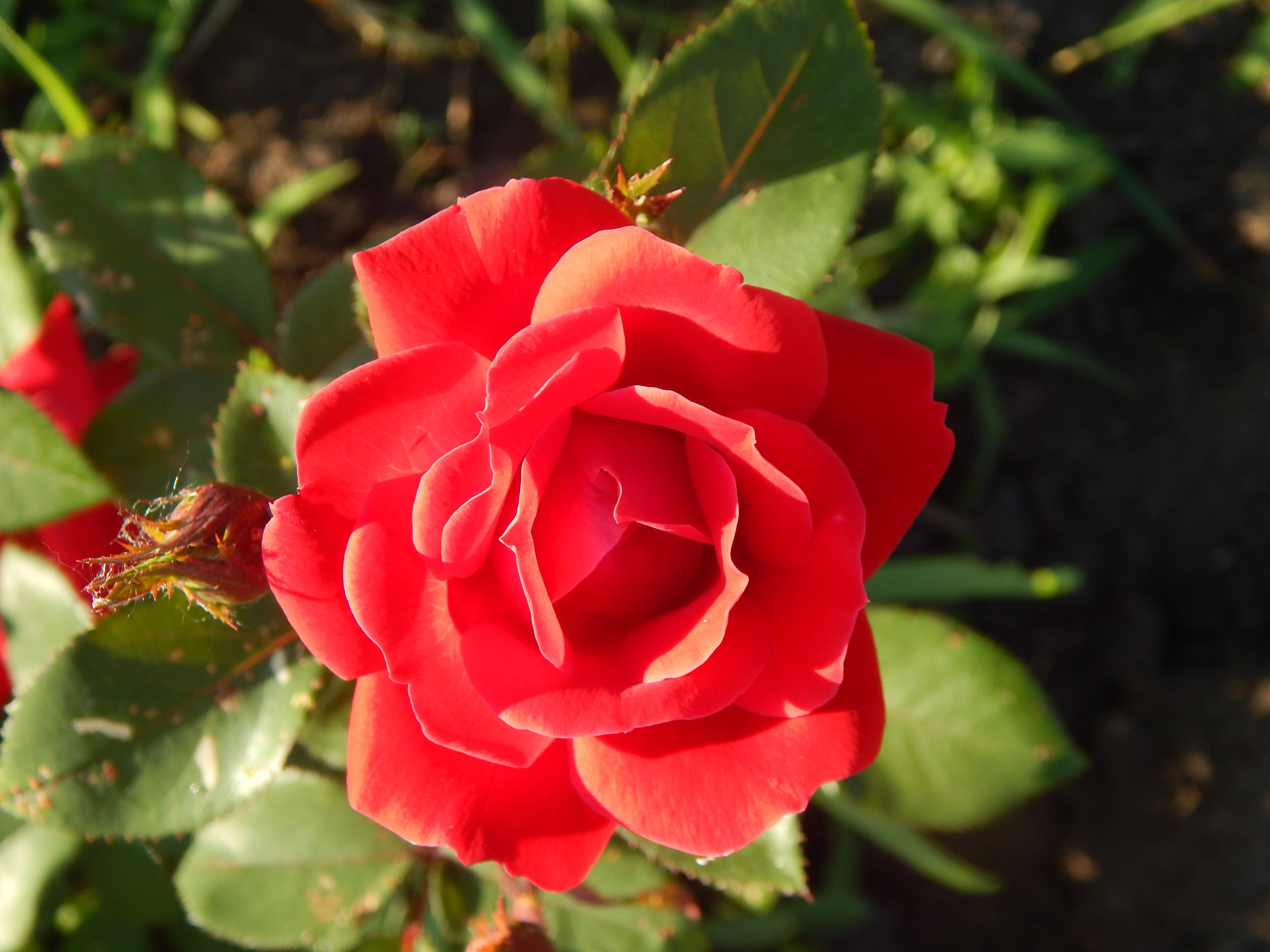 Love Rose HD, vibrant red rose, soft sunlight, 4K Desktop Wallpaper
