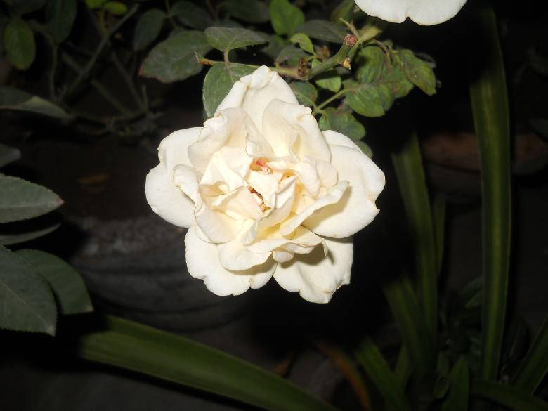 White Love Rose HD, creamy white rose, dark green foliage, SD Desktop Wallpaper