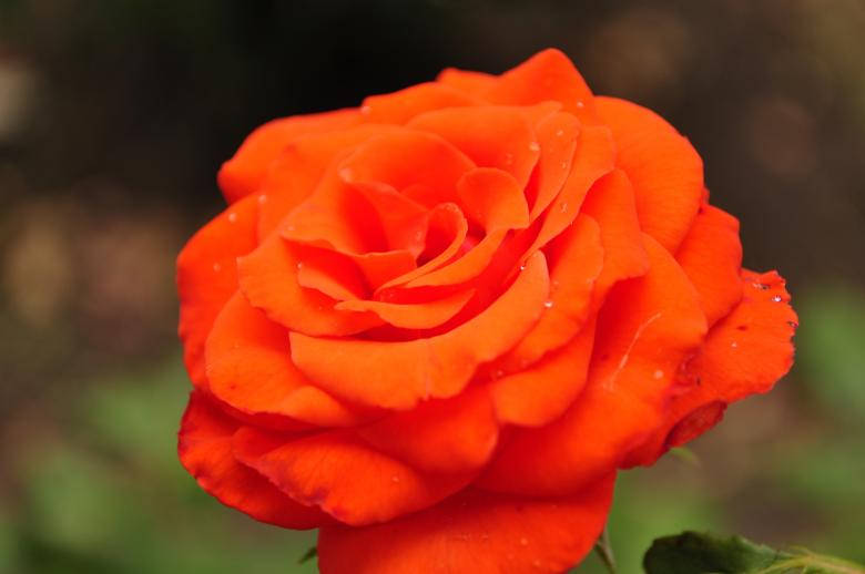 Red Love Rose HD, vibrant orange rose, dew drops, SD Desktop Wallpaper
