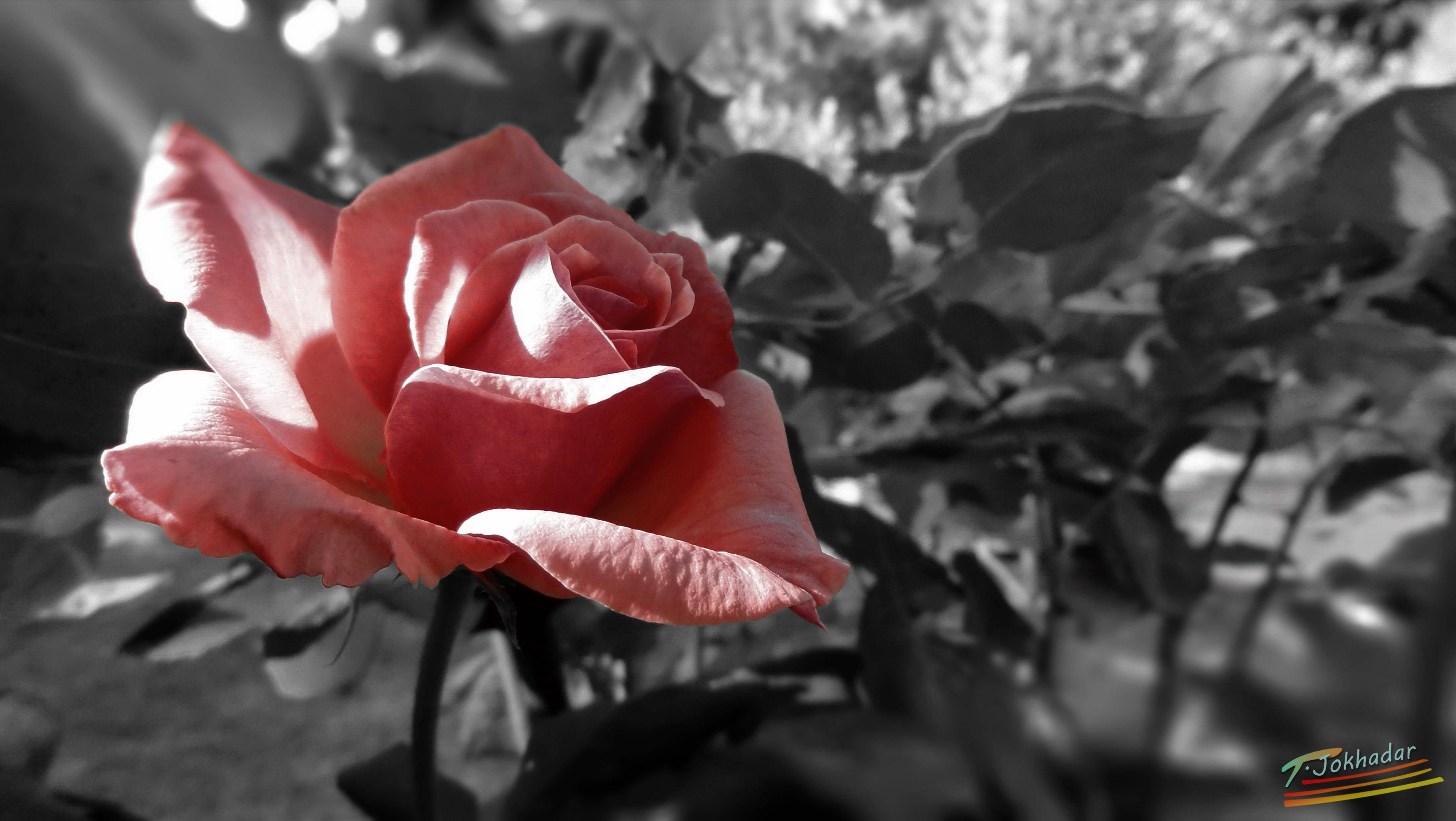 Pink Love Rose HD, vibrant pink rose, desaturated black and white garden, 2K Desktop Wallpaper