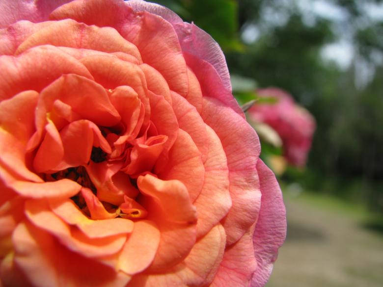 Love Rose HD, coral pink rose, delicate layered petals, SD Desktop Wallpaper