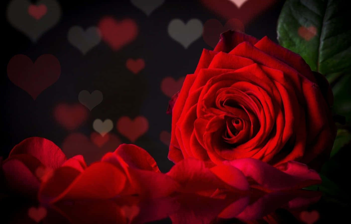 rose petal, vibrant red rose, dark backdrop, HD Desktop Wallpaper
