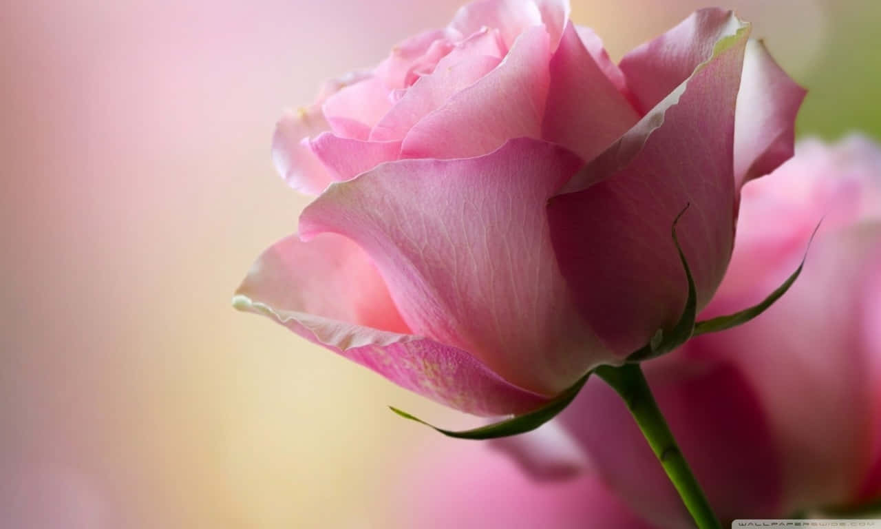 pink rose, soft pink rose, delicate petals, HD Desktop Wallpaper