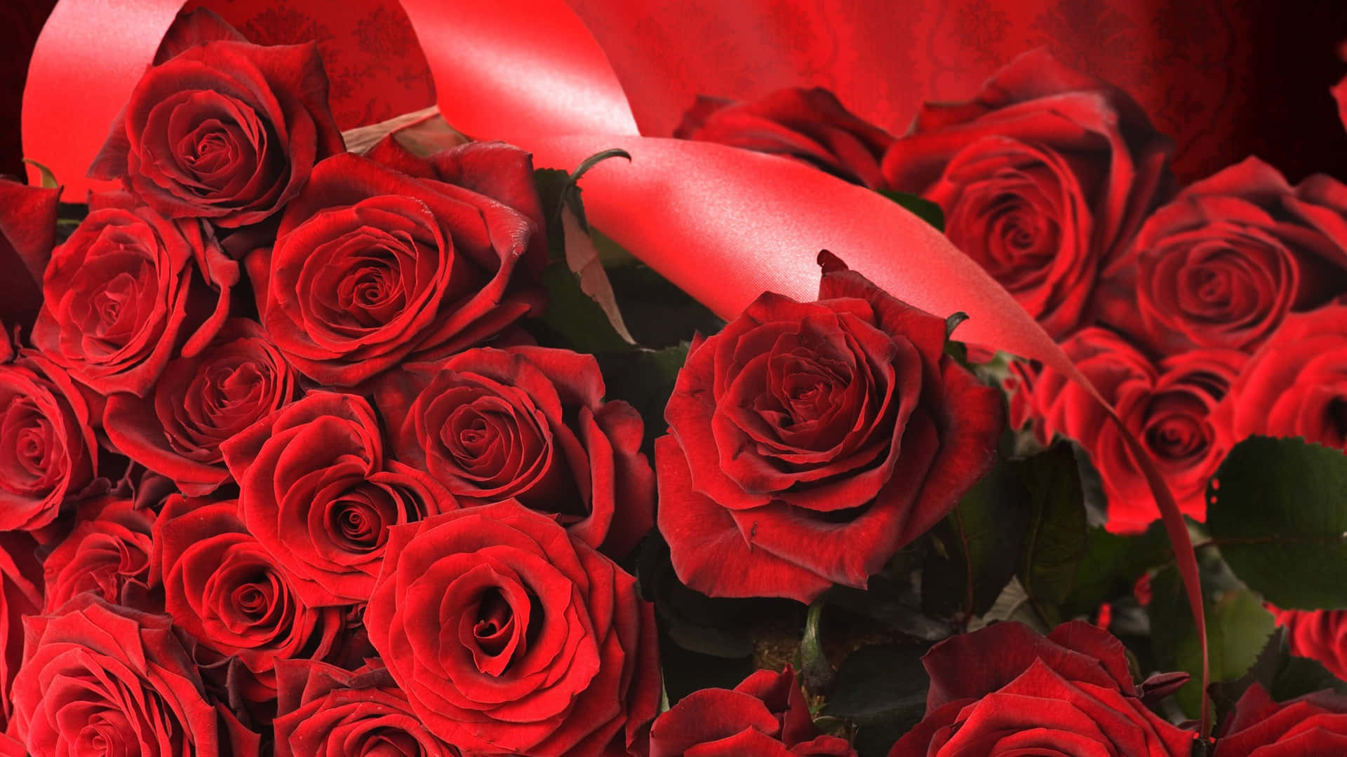 HD Rose, red rose, glossy red ribbon, Full HD Desktop Wallpaper