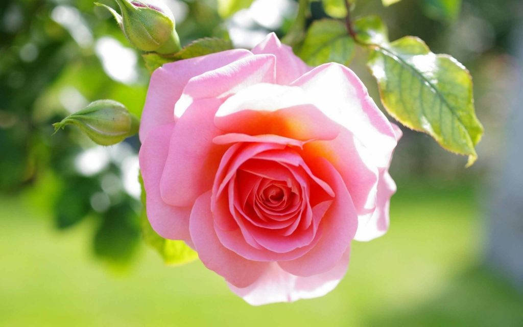 Pink Love Rose HD, pink rose, soft sunlight, SD Desktop Wallpaper
