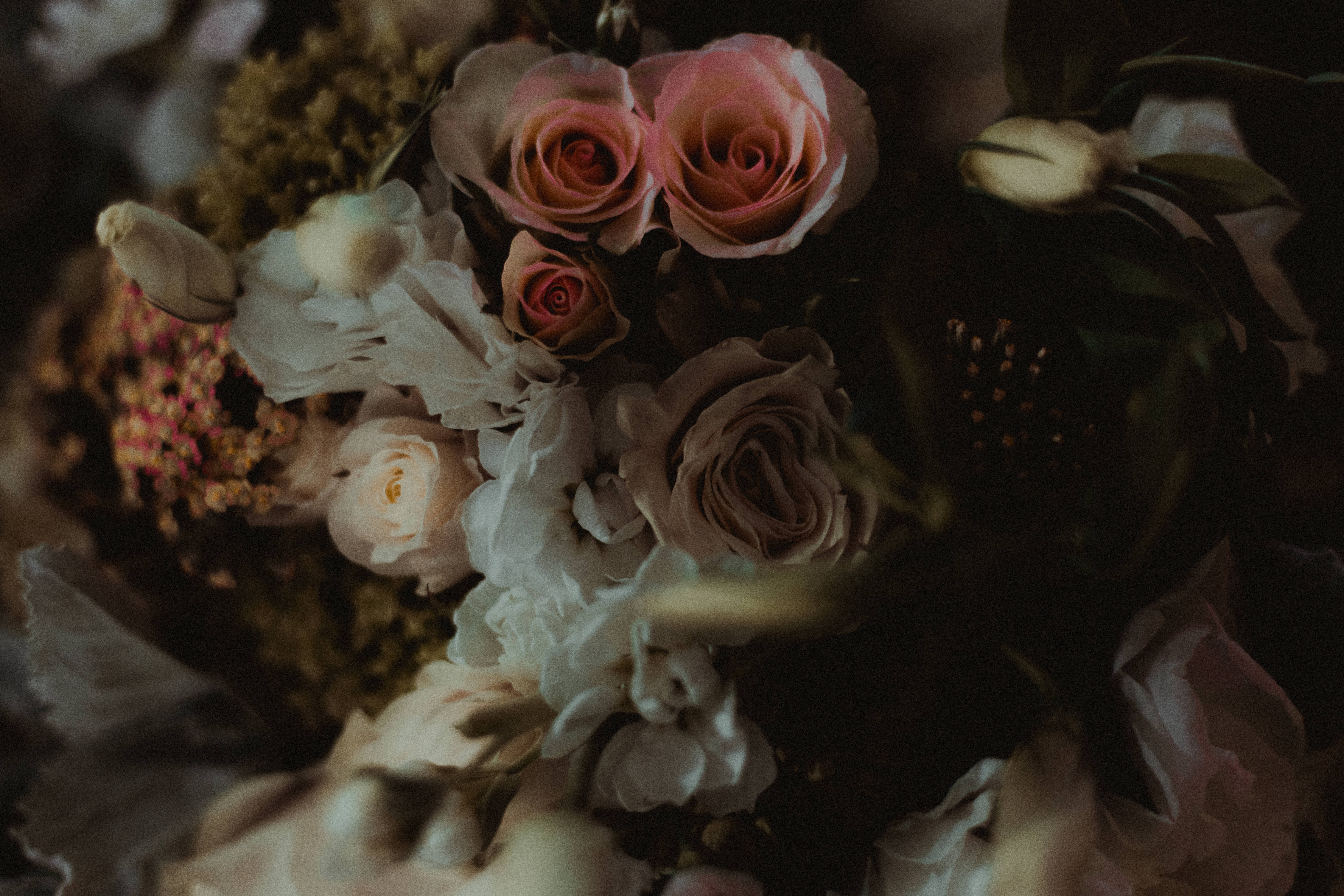 Pink And White Love Rose HD, soft pink roses, cream roses, 5K Desktop Wallpaper