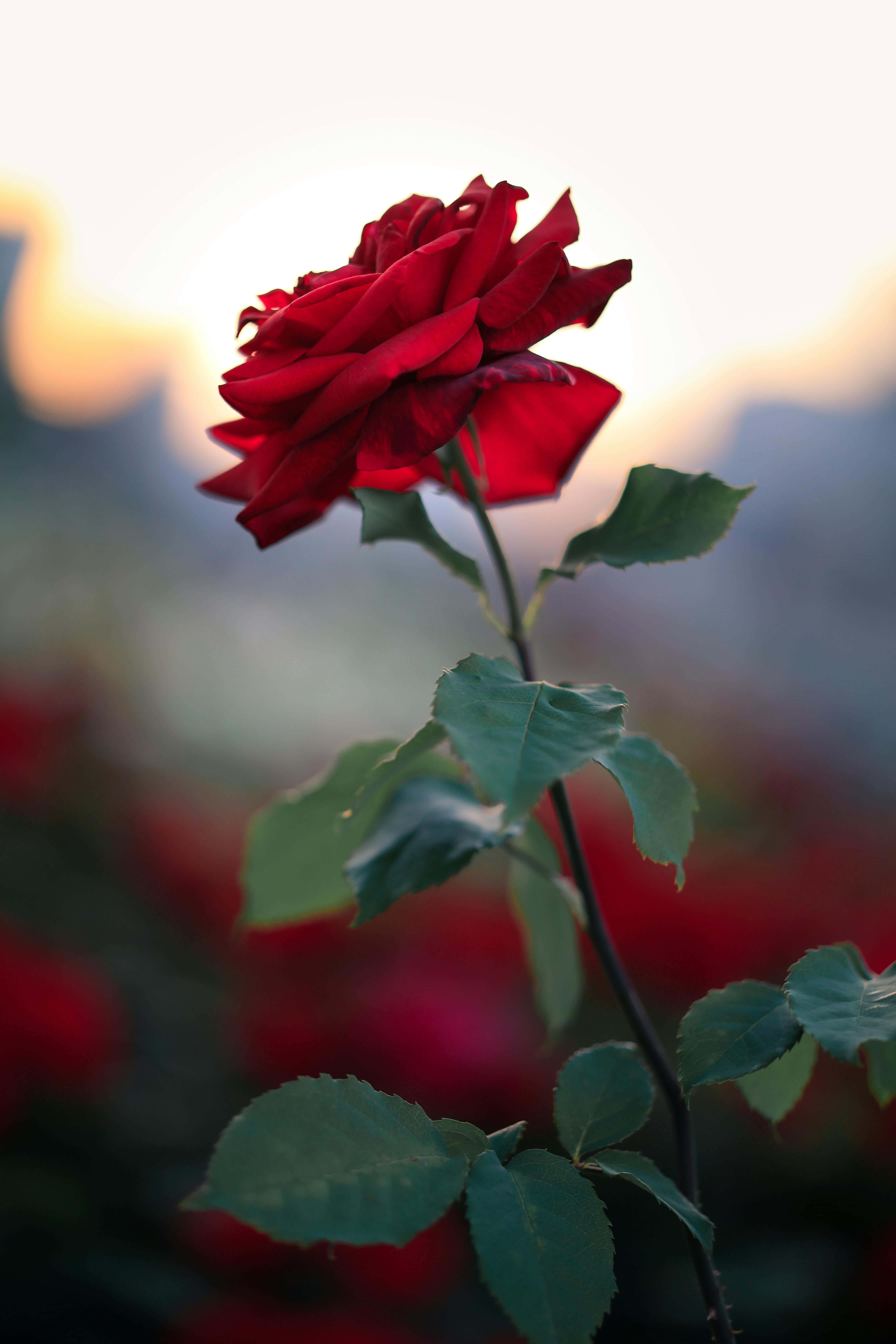 vibrant red rose, golden sunset, blurred green foliage, 5K Phone Wallpaper
