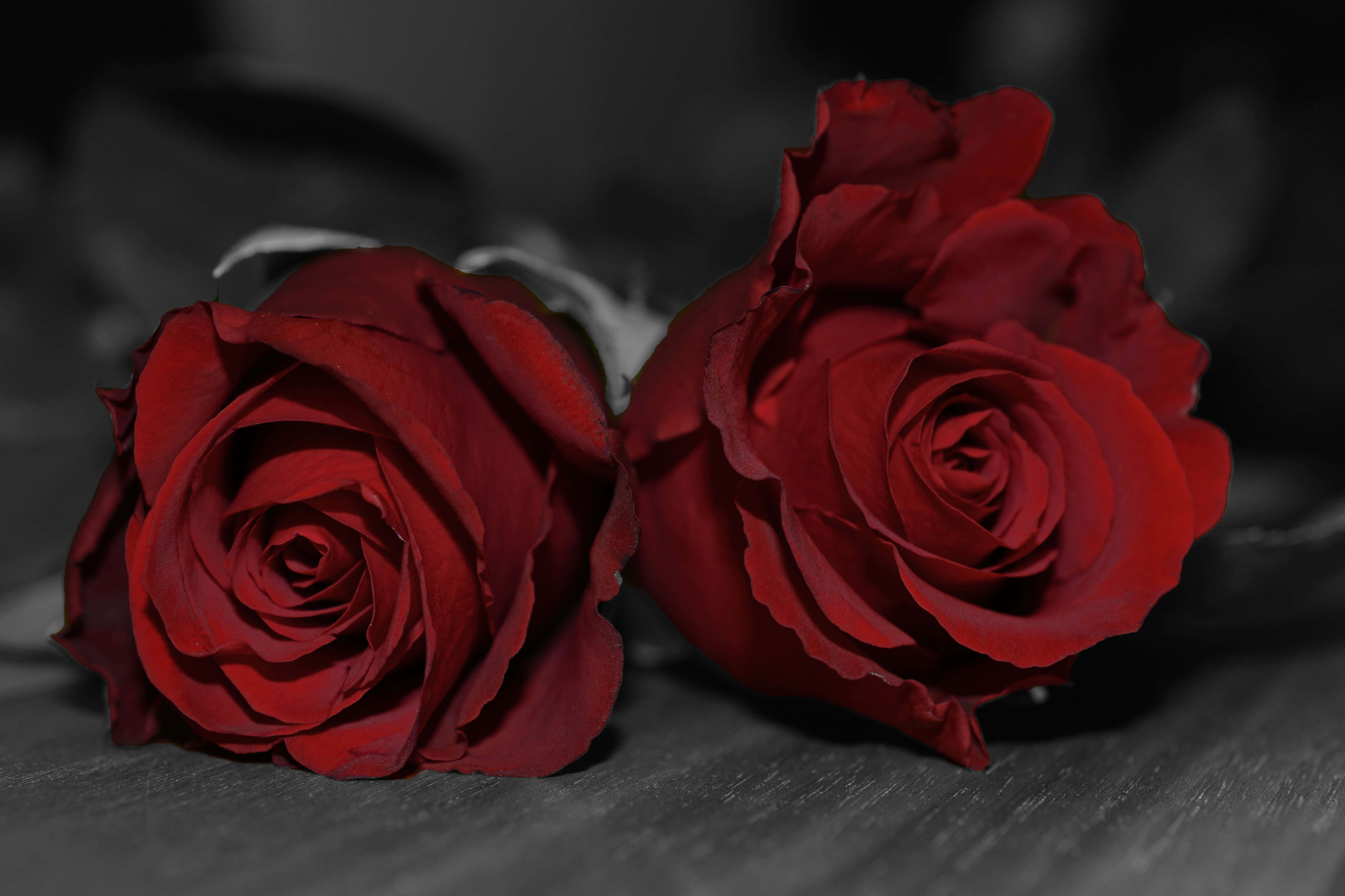 red roses, dark wooden surface, desaturated background, 5K Desktop Wallpaper