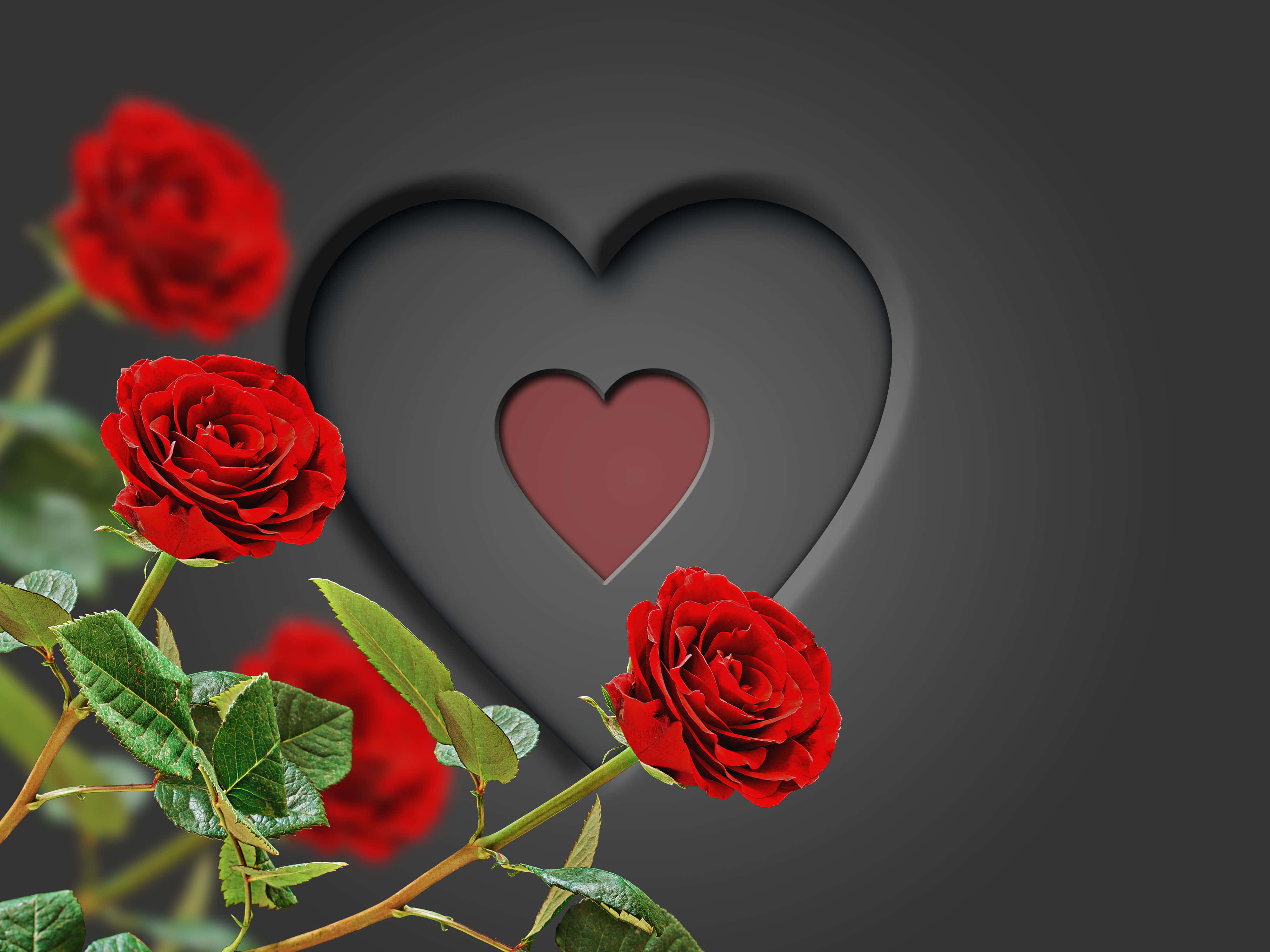 red roses, gray heart cutout, red heart, 4K Desktop Wallpaper