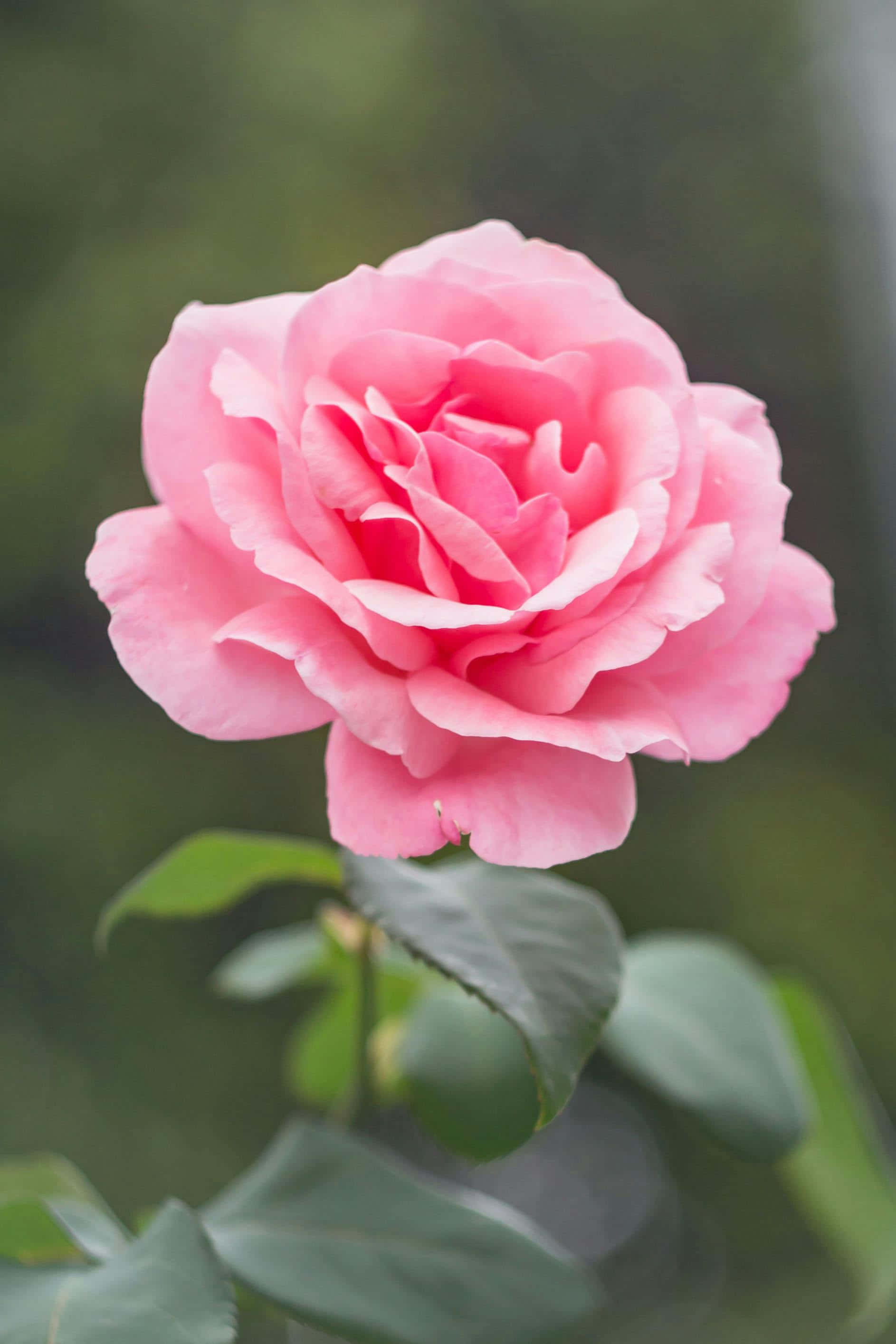 pink rose, layered petals, dewy texture, 2K Phone Wallpaper