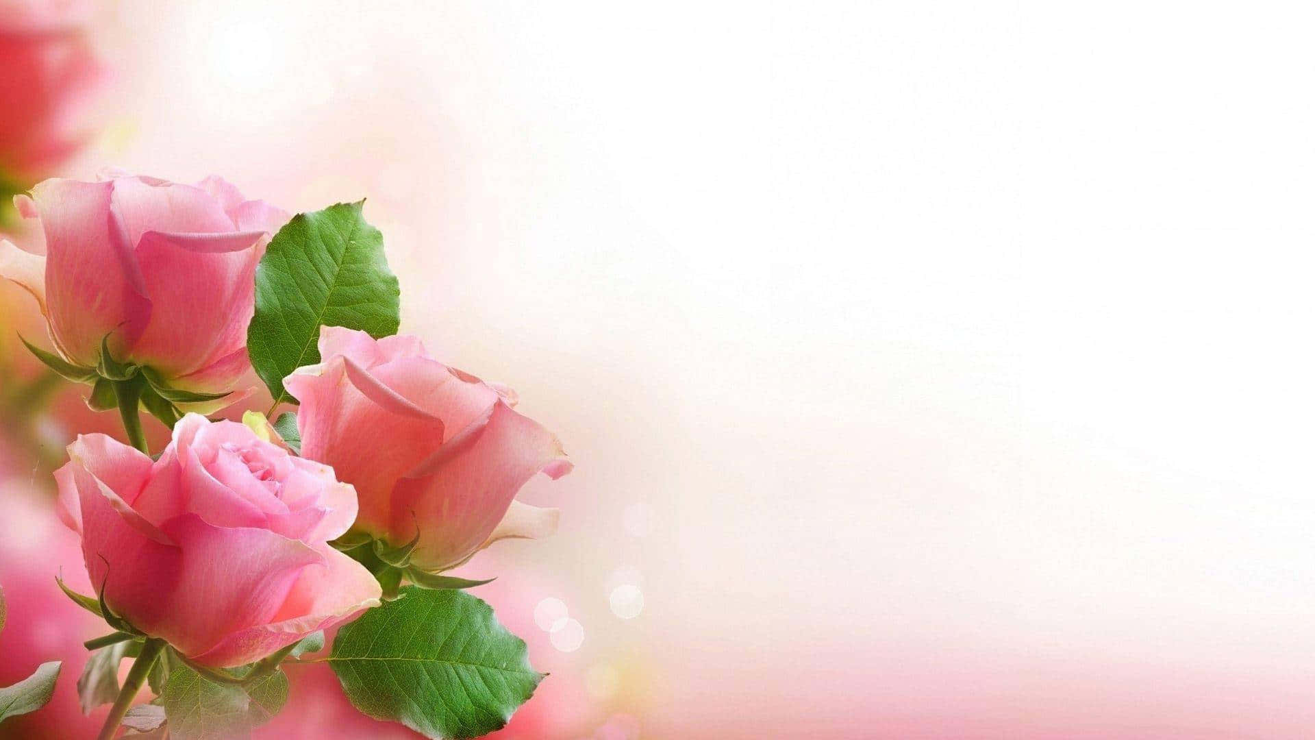 pink roses, green leaves, bright hazy background, Full HD Desktop Wallpaper