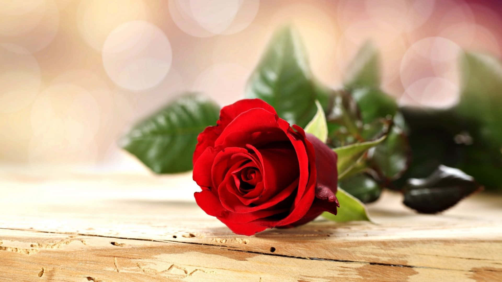 red rose, wooden table, bokeh background, Full HD Desktop Wallpaper