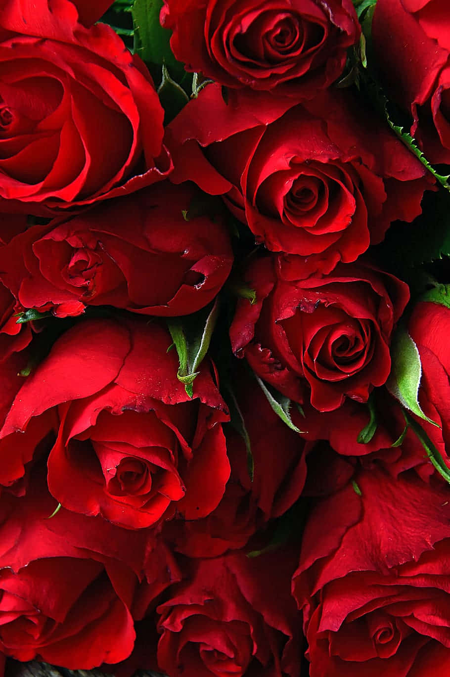 vibrant red roses, dewdrops, deep green leaves, HD Phone Wallpaper
