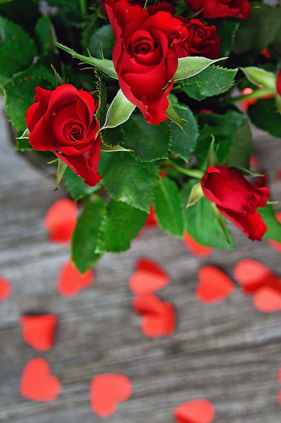 vibrant red roses, lush green leaves, weathered wooden surface, HD Phone Wallpaper