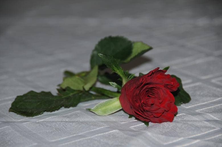 Love Rose HD, red rose, lush green leaves, SD Desktop Wallpaper