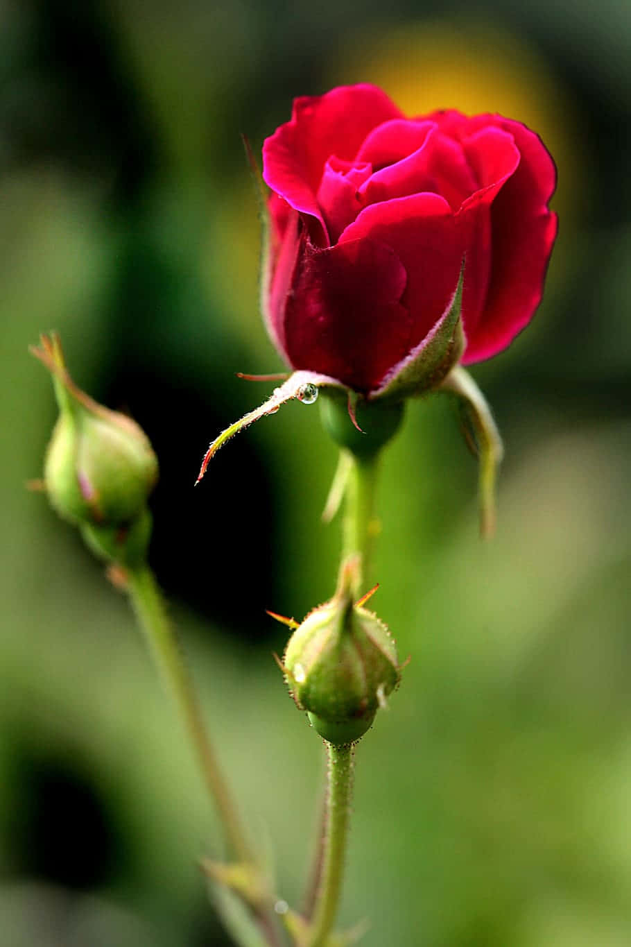 blooming red rose, rosebud, dewdrops, HD Phone Wallpaper