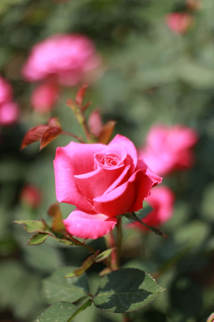 pink rose, blooming, green leaves, HD Phone Wallpaper